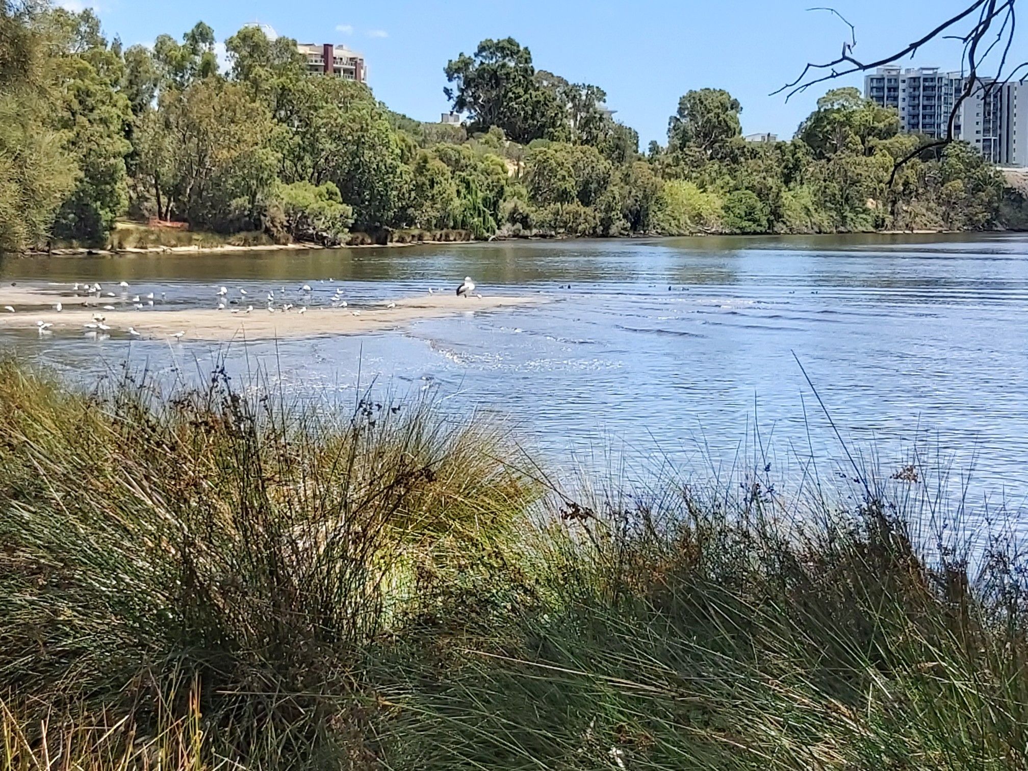 birds on the swan river