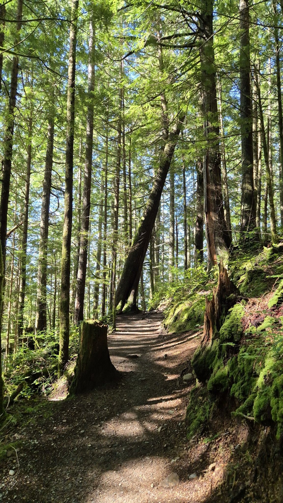 A sun-dappled forest path winds through tall, mossy evergreen trees. - Woody Trail