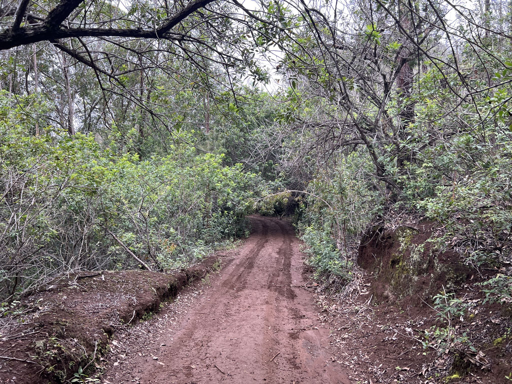 Muddy dirt road winds through a dense, green forest under overcast skies. - Koloiki Ridge Trail