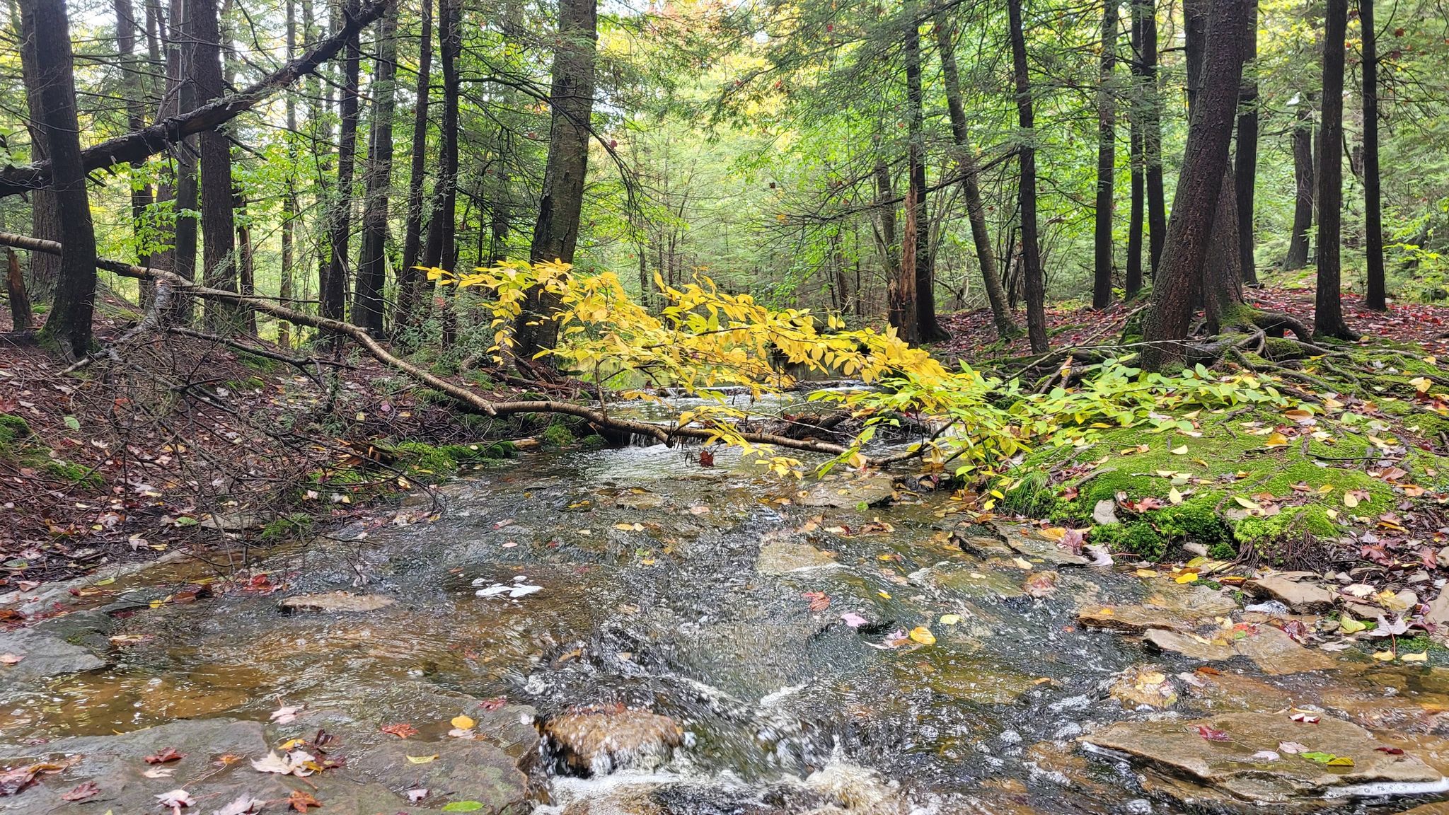 Stream flowing over rocks with bright yellow foliage overhead in a forest. - Lake Jean loop from Ricketts Glen State Park