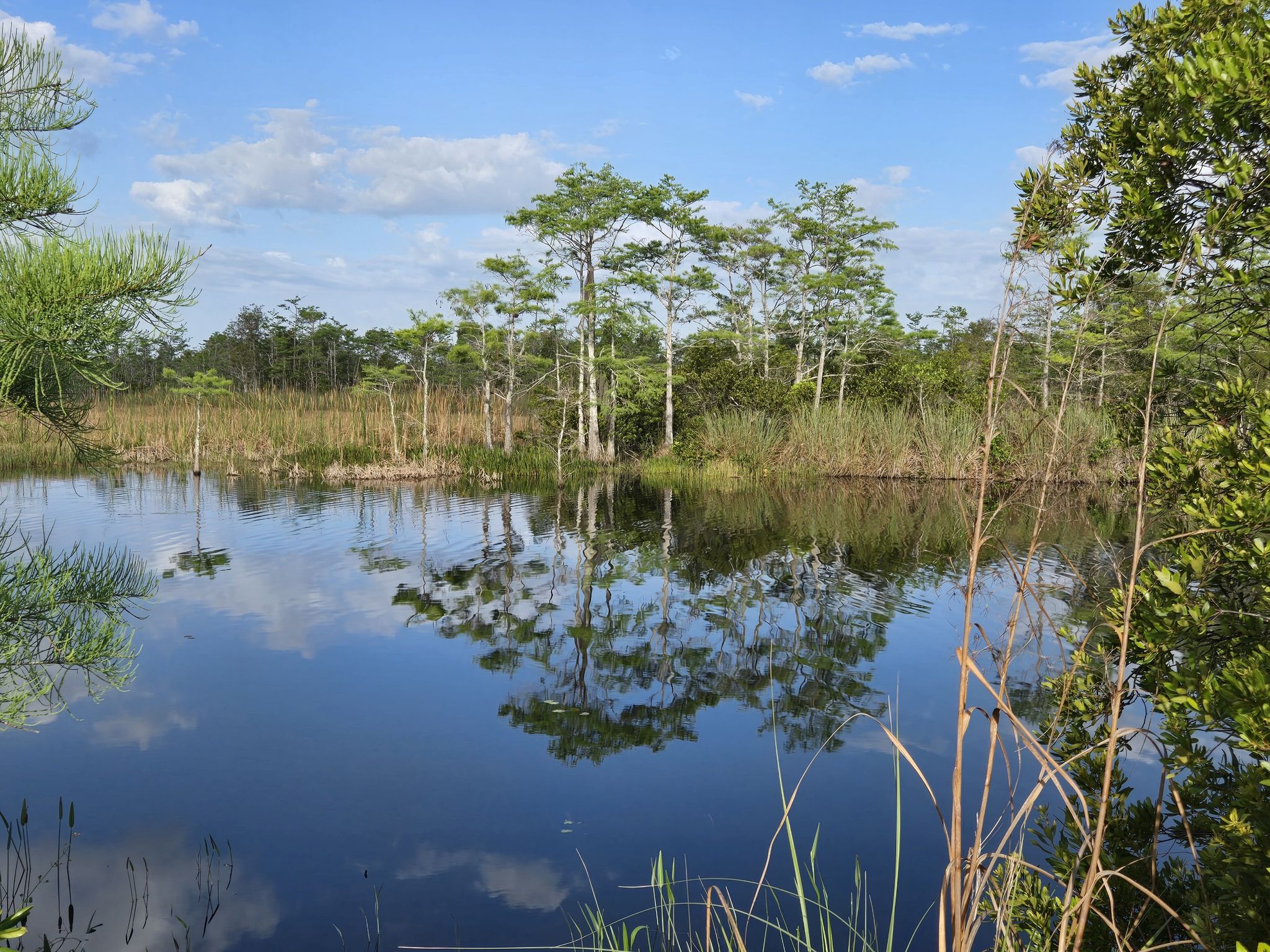 Calm water reflecting trees and sky in a sunny wetland. - Apoxee Trailhead loop from Century Village - West Palm Beach