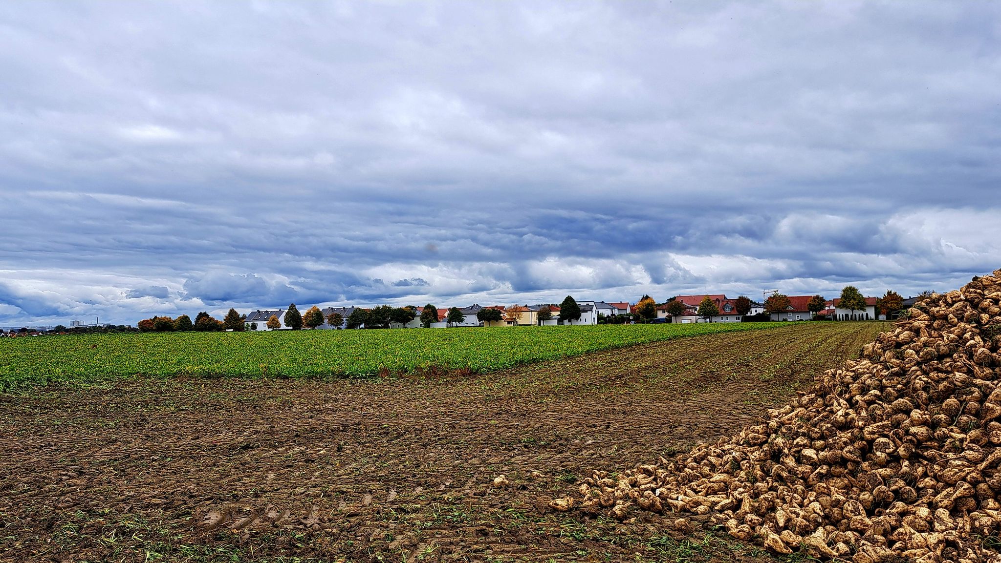 vorbei an den Zuckerrübenbergen