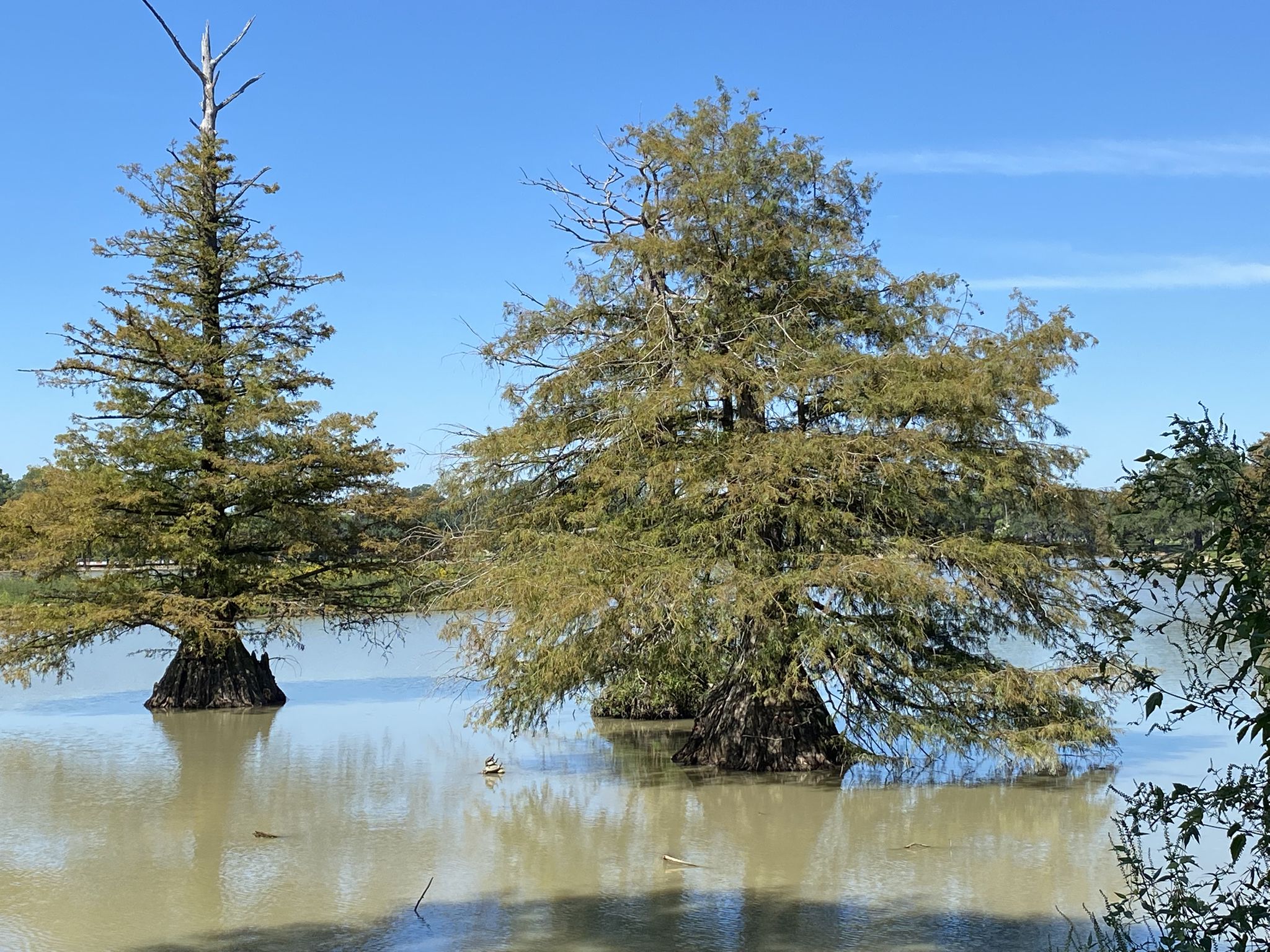 Two large cypress trees stand in calm water under a bright blue sky. - City-Brooks Community Park loop from Baton Rouge Community College