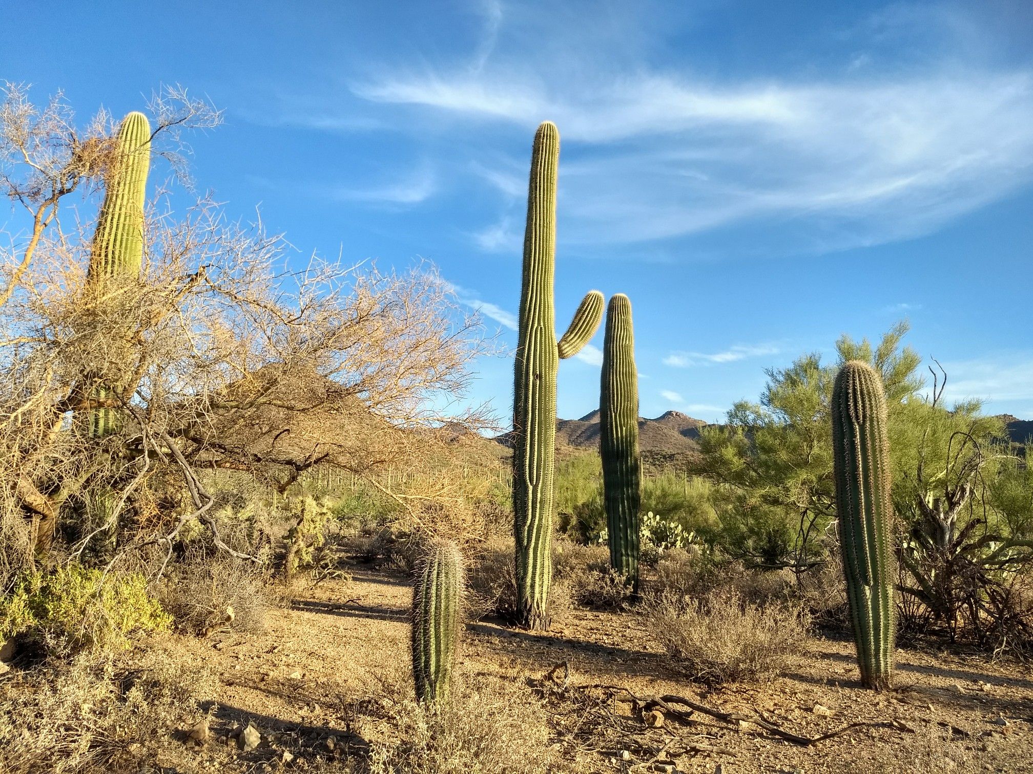 Tall saguaro cacti and desert plants under a bright blue sky. - Bajada Loop Drive