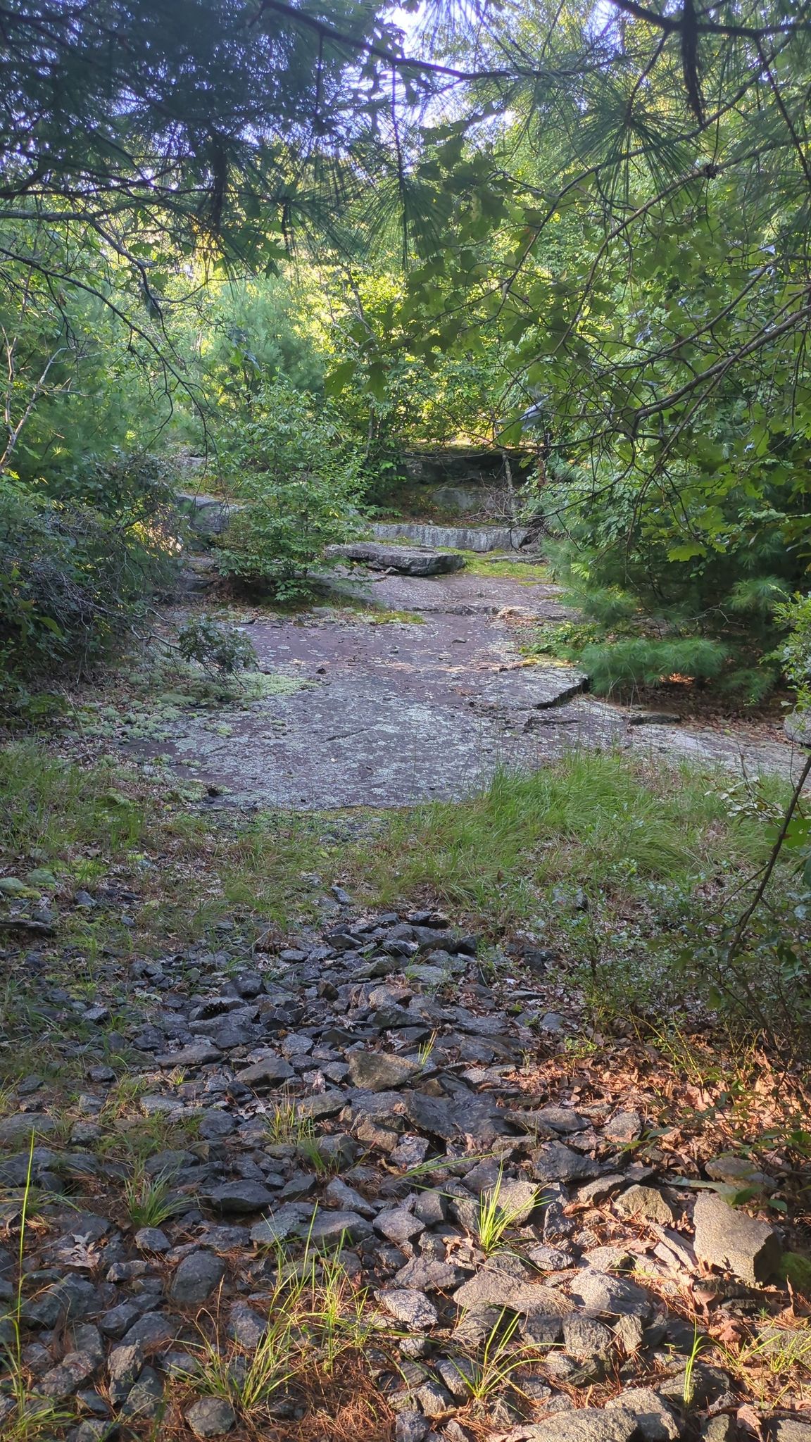 Rocky, sun-dappled forest path leading into a dense green woodland. - Scout Trail loop