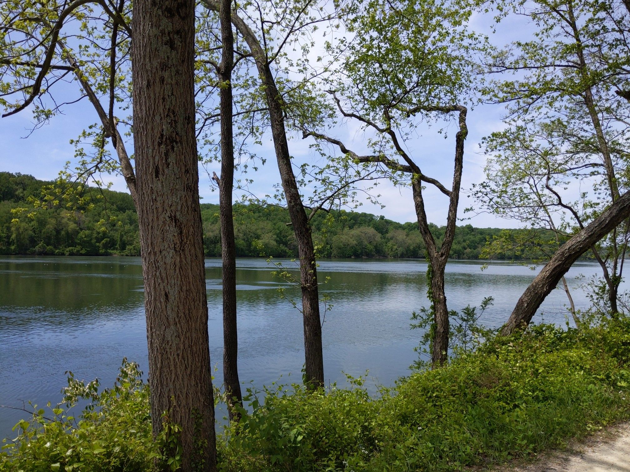 A wide, calm river seen through trees on a bright day. - C & O Canal: Lock 8 to Lock 6