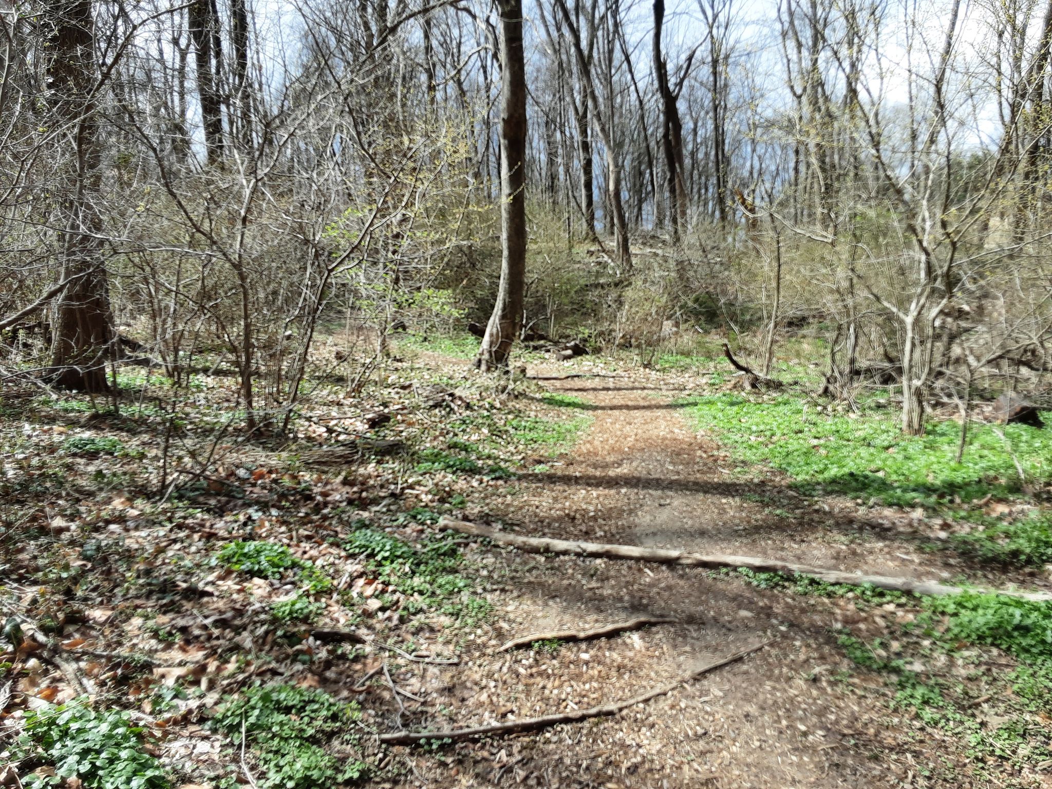 Dappled sunlight on a forest path with bare trees and green undergrowth. - Saunders Woods Preserve Loop