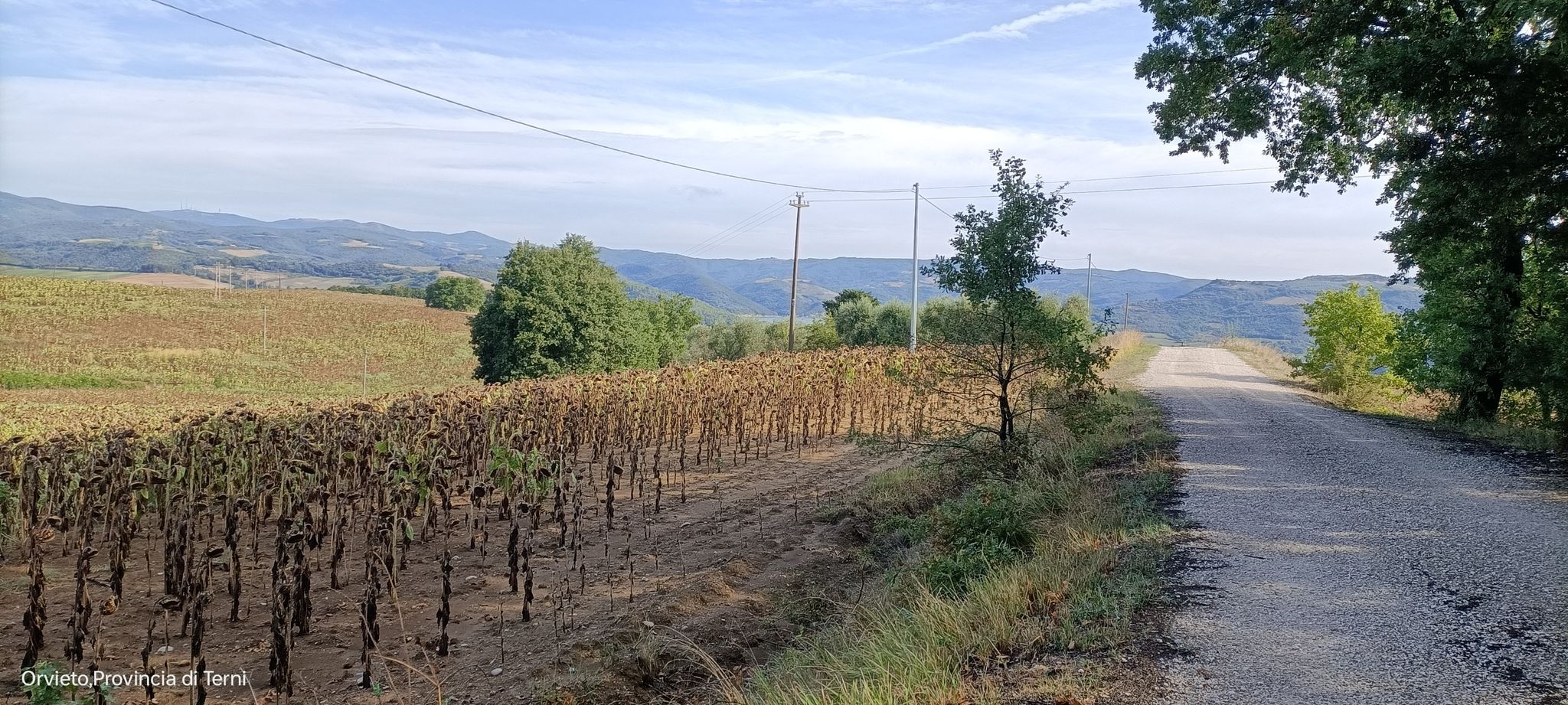 campi di girasole
