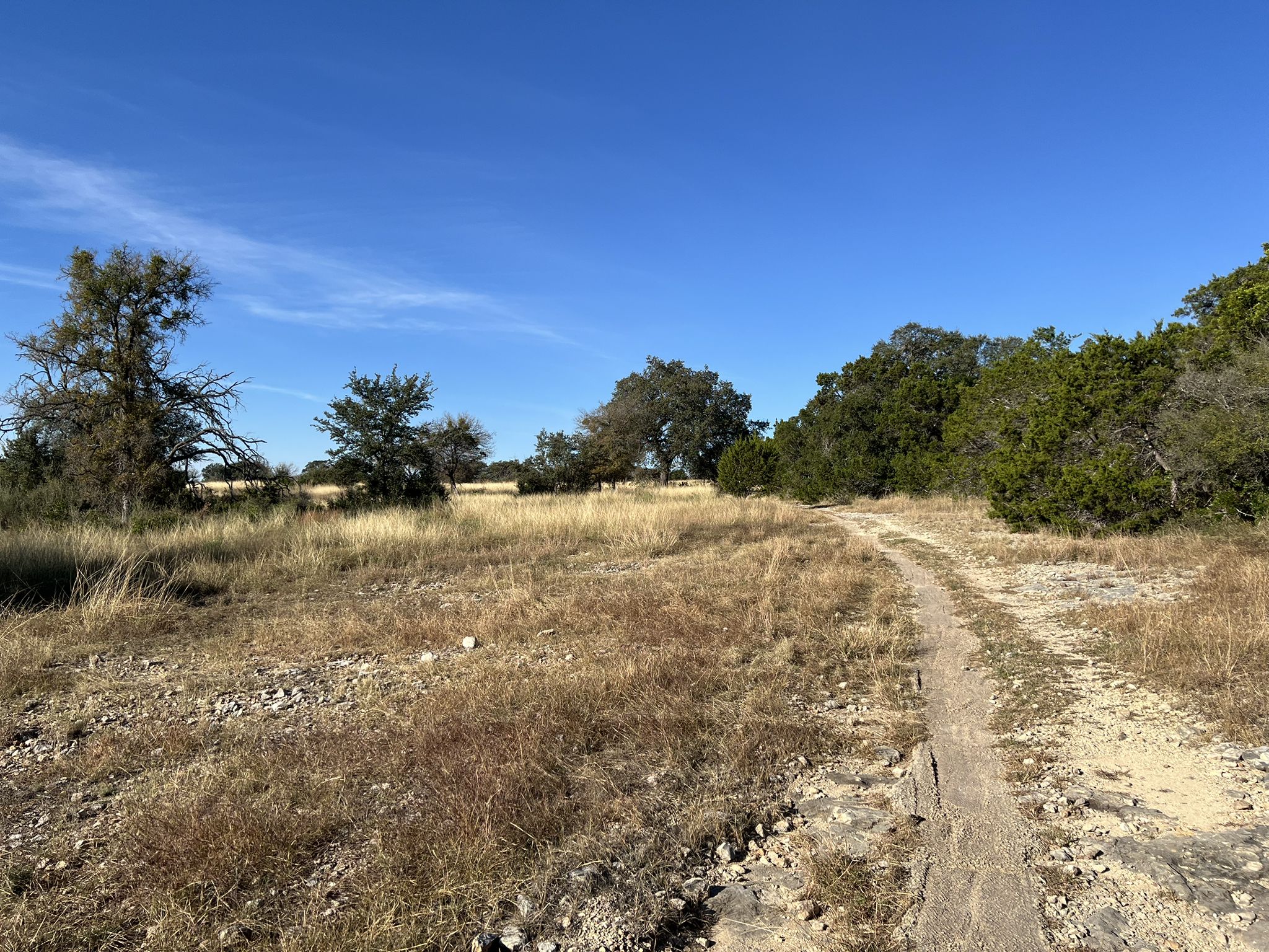Dirt path through dry grass and scattered trees under a clear blue sky. - Outer loop of Government Canyon State Natural Area