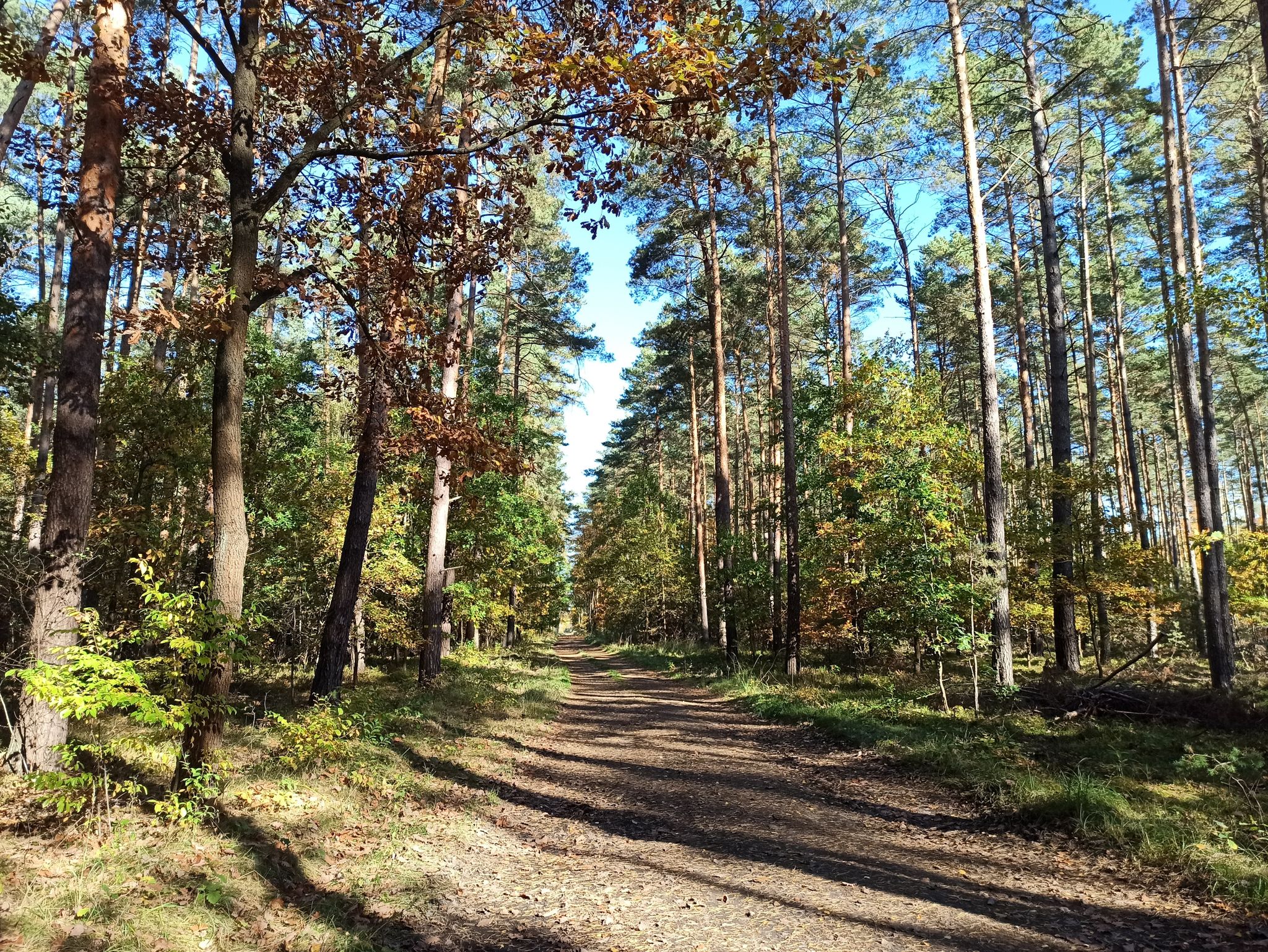 DP17 w kierunku Starych Drzewiec