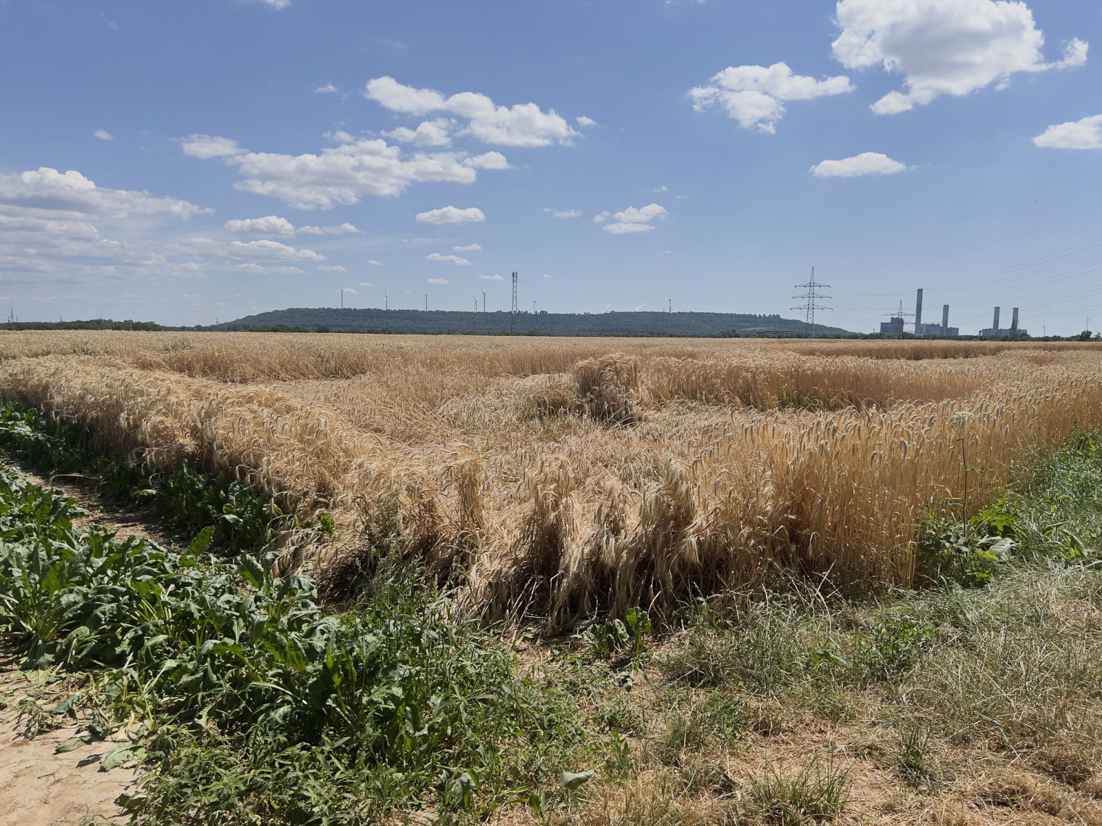 Blick zur Vollrather Höhe