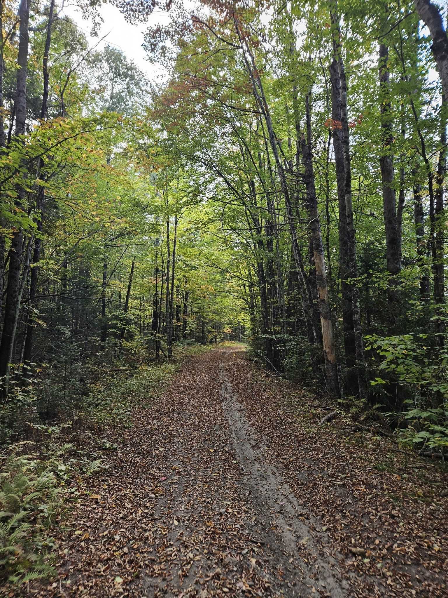 A forest path covered in brown leaves, surrounded by green trees. - Cross Vermont Trail: Montpelier to Marshfield