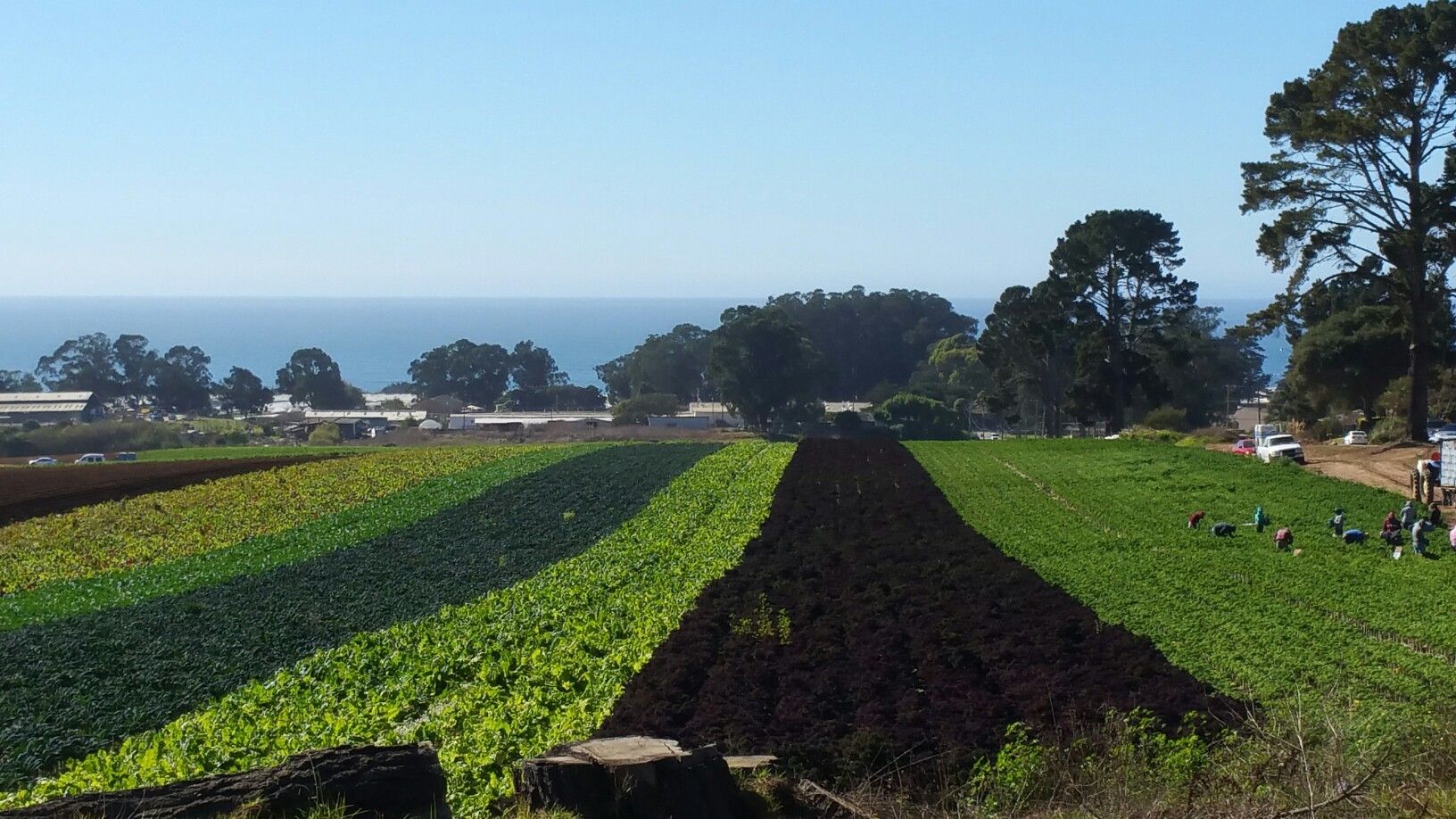 Striped agricultural fields descend towards the ocean with people working. - Manresa State Beach loop