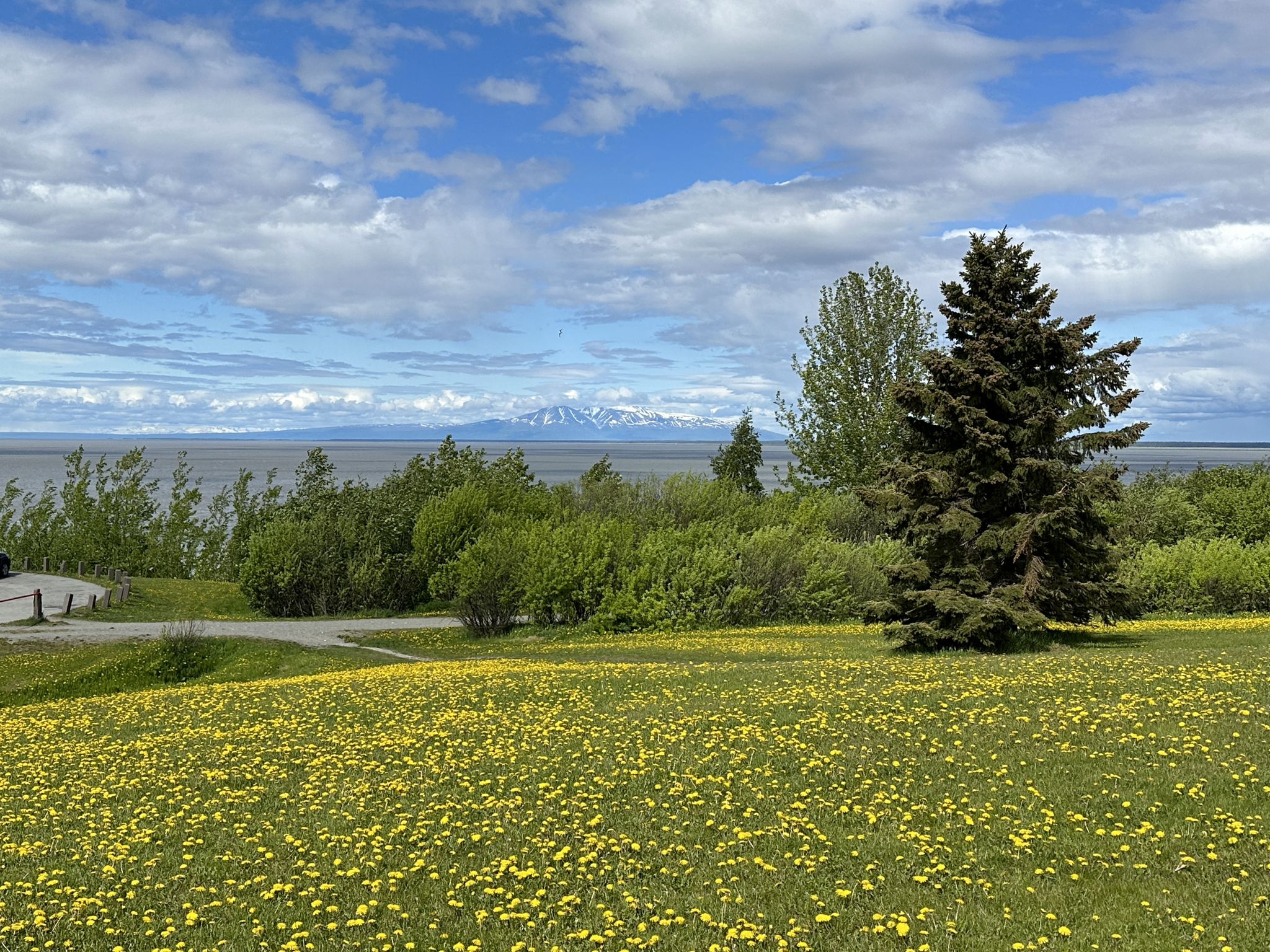 Field of yellow dandelions, green trees, water, and distant mountains under blue sky. - View of Cook Inlet – Tony Knowles Coastal Trail loop from Calista Corporation