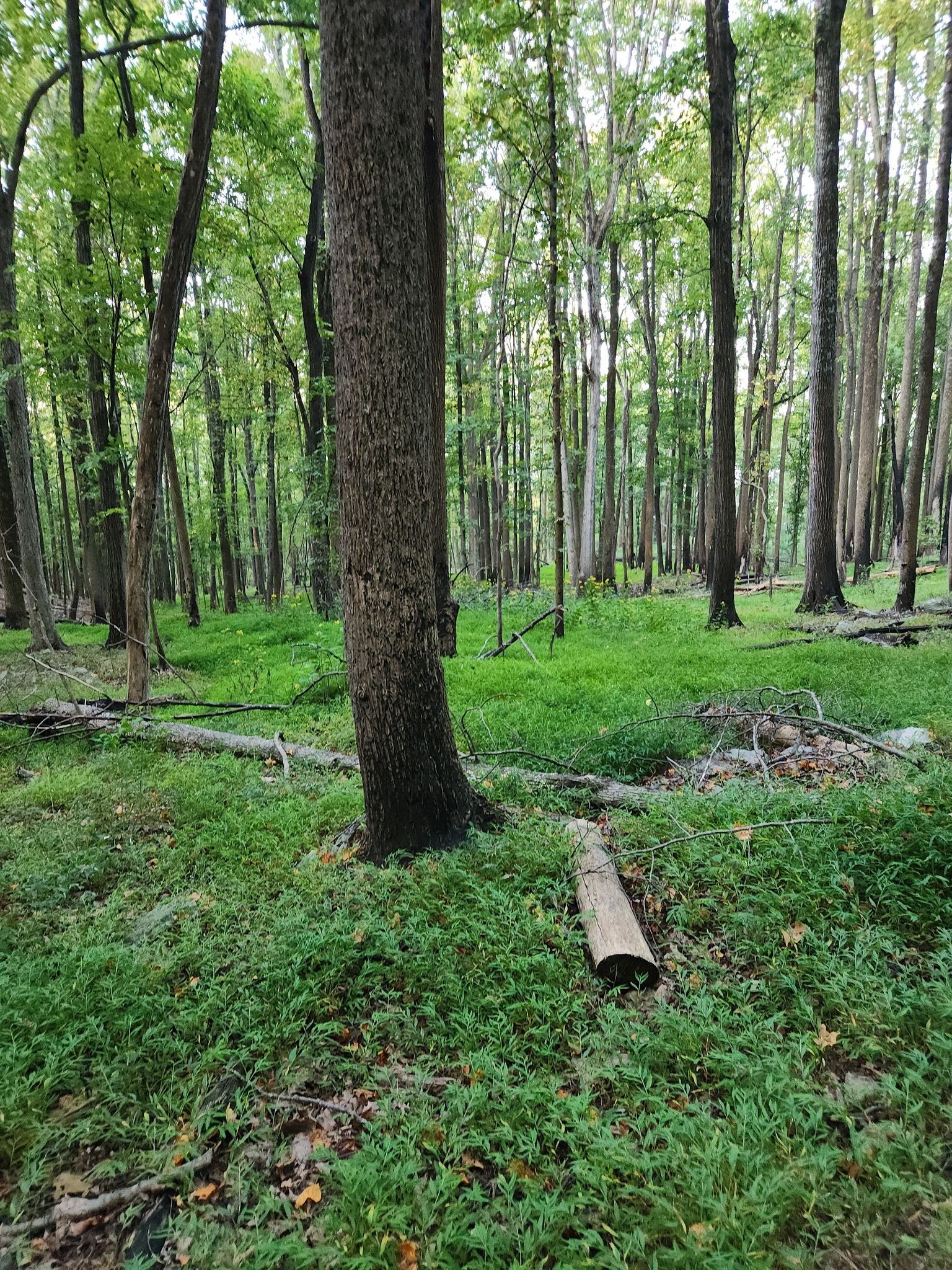 Dense forest with lush green ground cover and tall trees. - Mountain and Grindstone Trail Loop