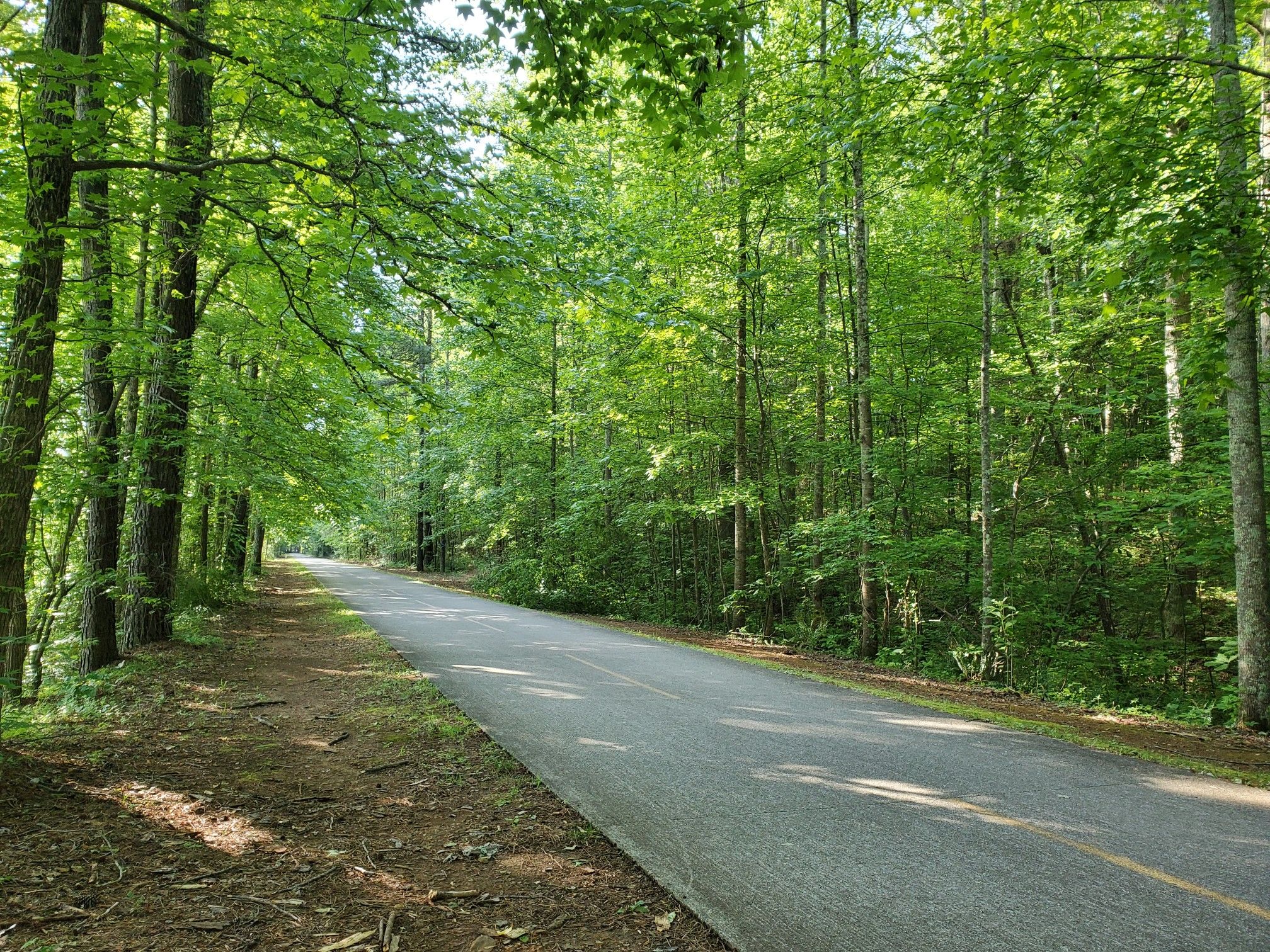 Paved path winding through a sunlit, lush green forest. - Silver Comet Trail