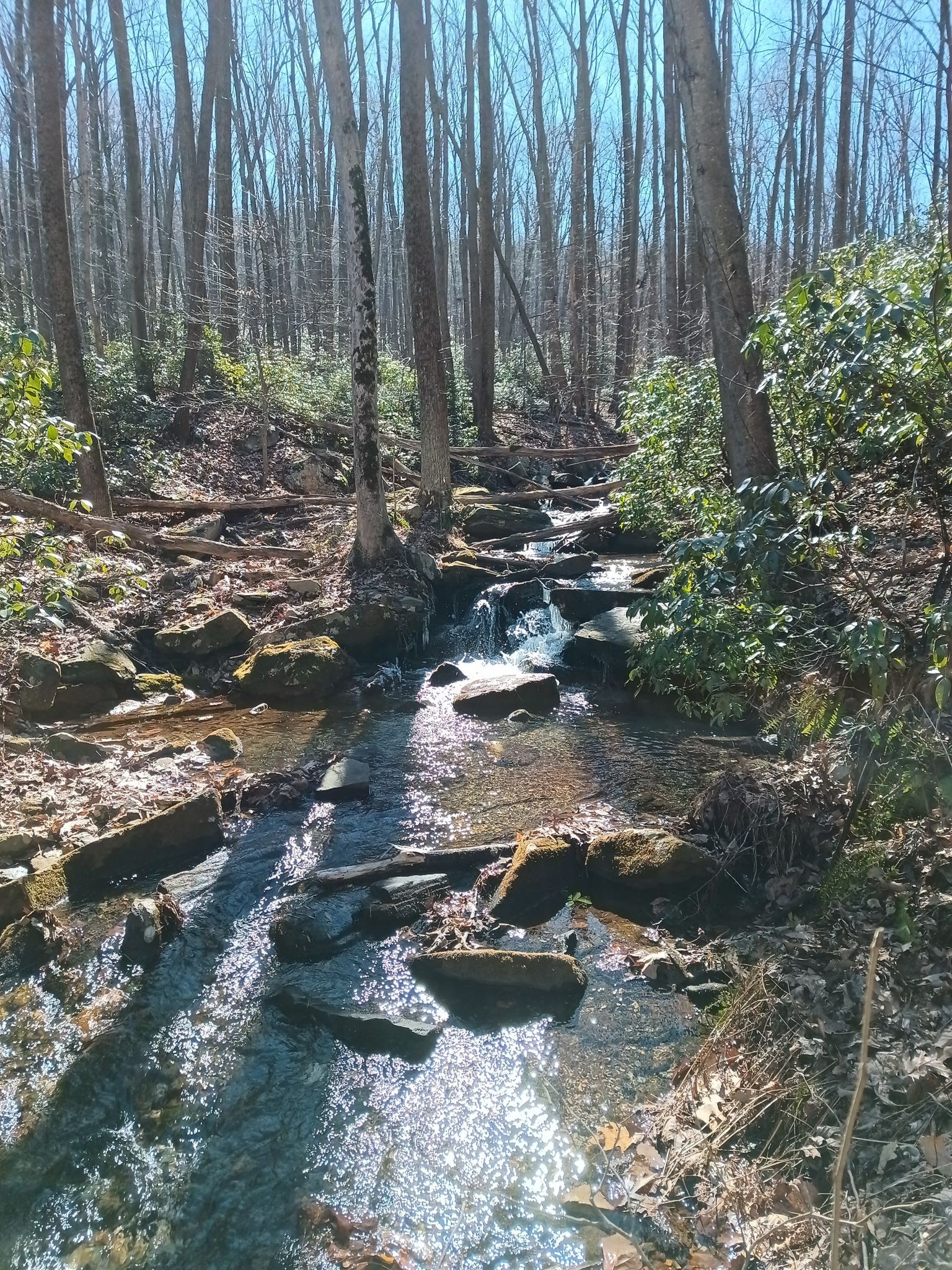 A sunlit, rocky stream flows through a forest of bare trees. - Technical Loop in the "Shed"
