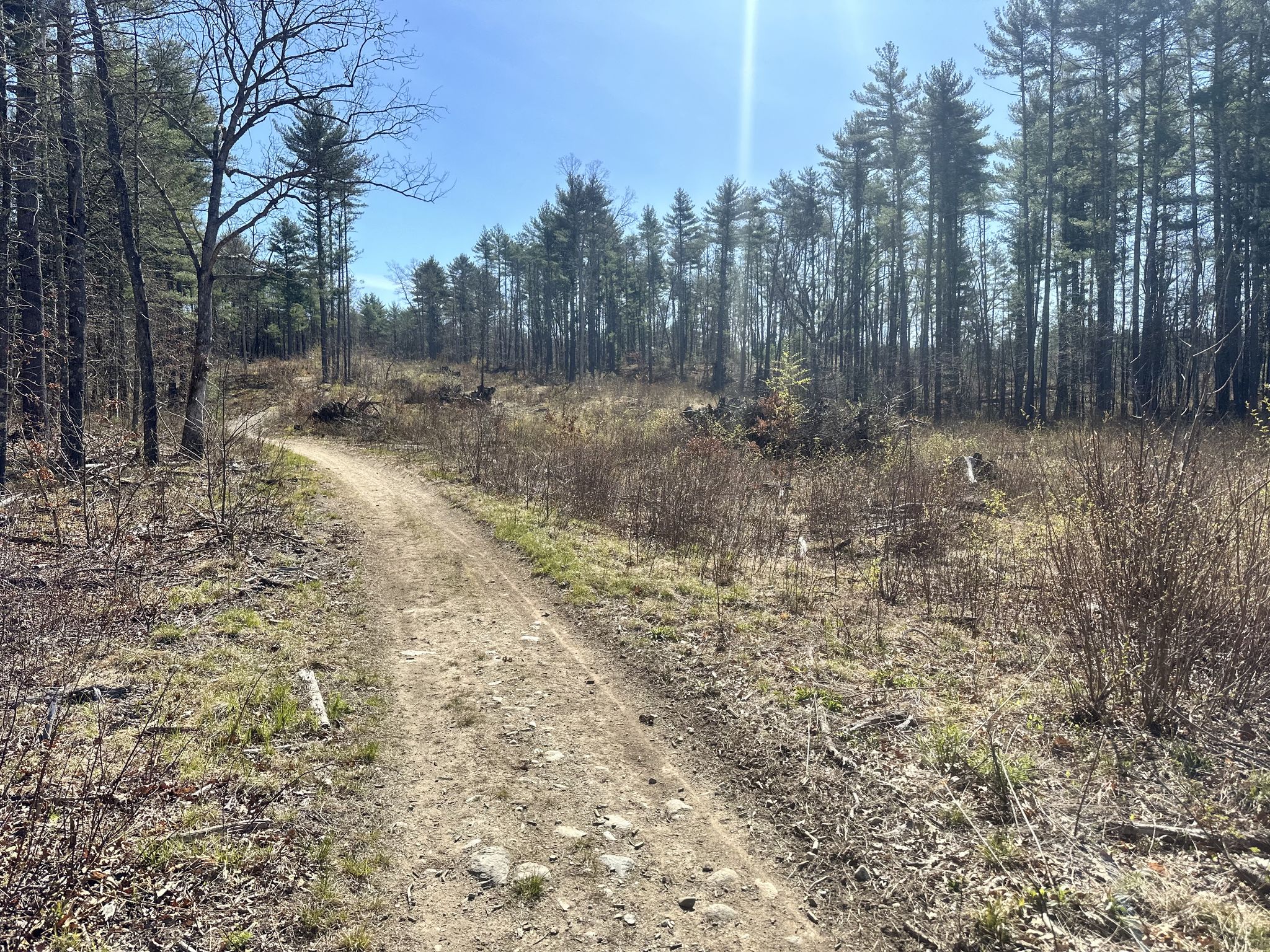 A winding dirt path through a sunlit, sparse forest on a clear day. - Bear Hill loop from Millstone Hill Satellite Tracking Radar