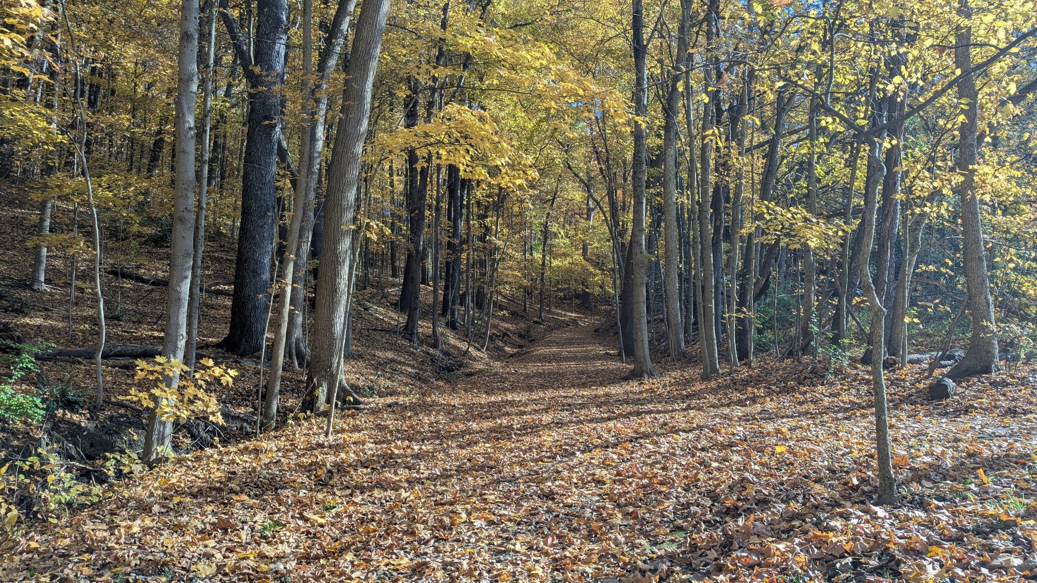Sunlit forest path covered in golden autumn leaves, surrounded by tall trees. - Adam Run / Spring Hollow Trail