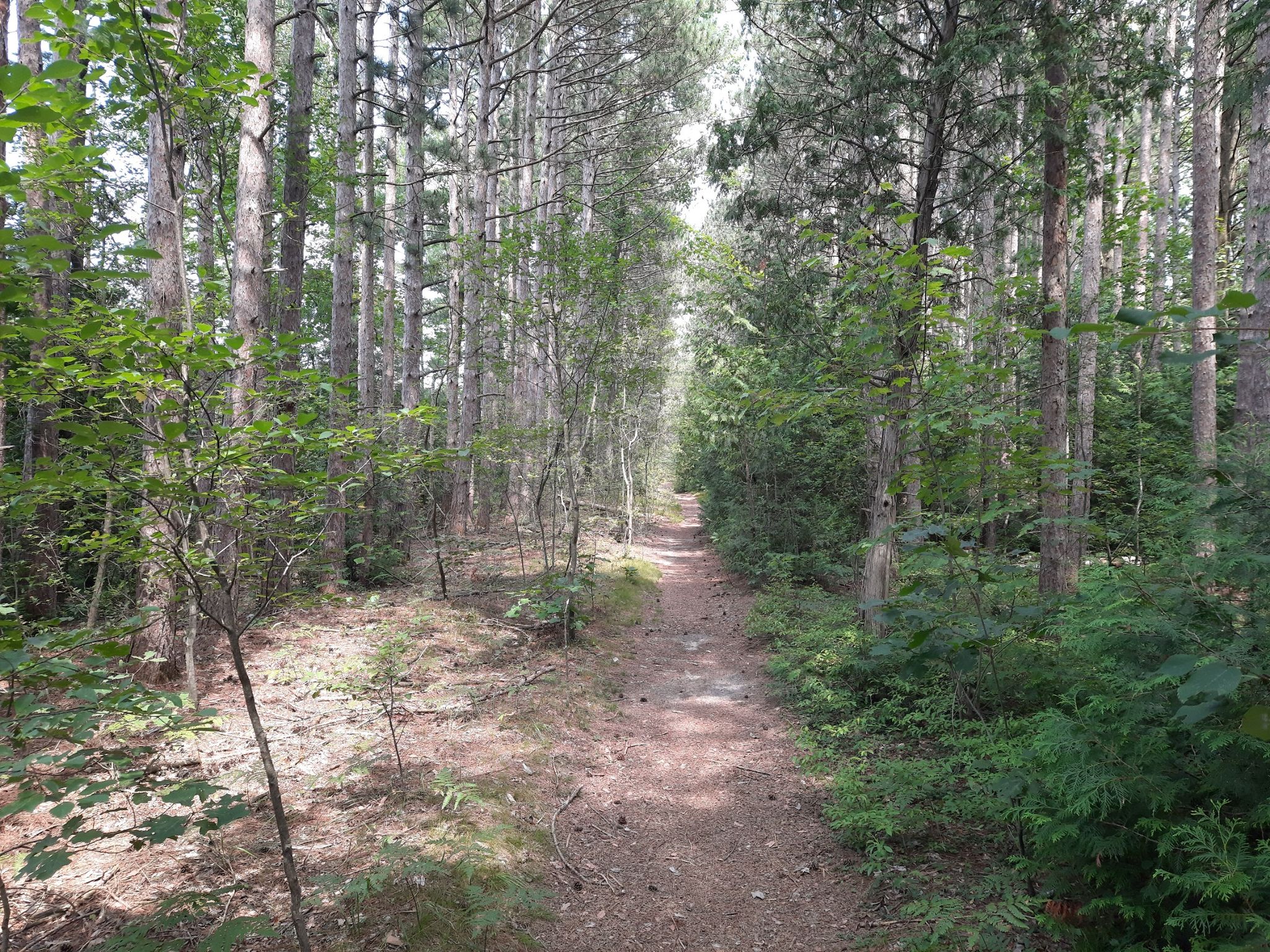 Waldweg