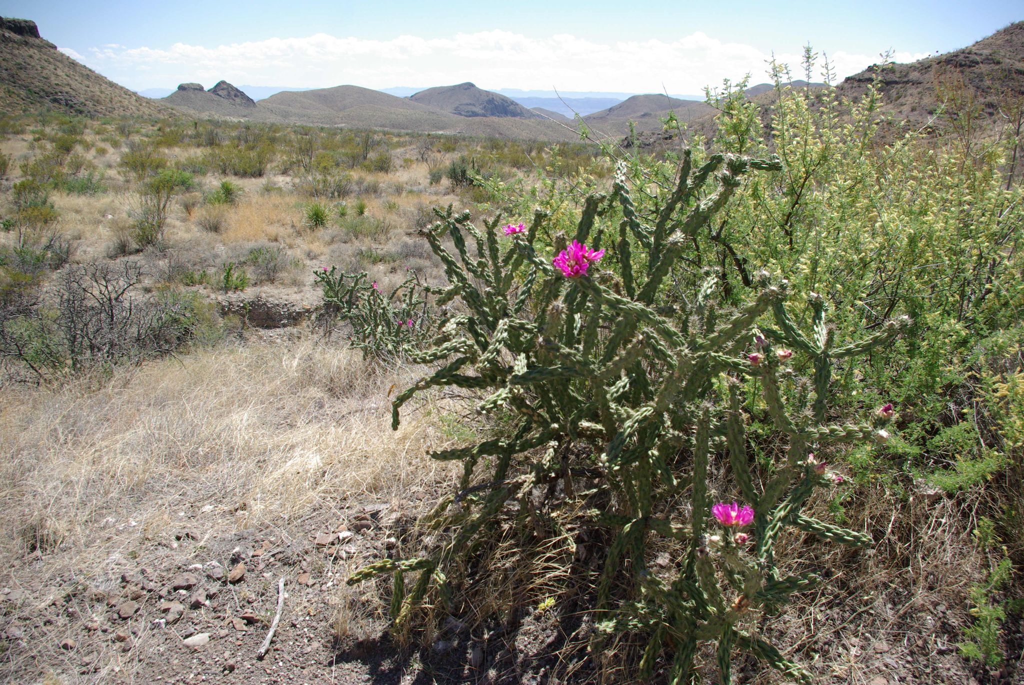 Pink-flowered cholla cactus in a sunny, arid desert landscape with hills. - Homer Wilson Trail