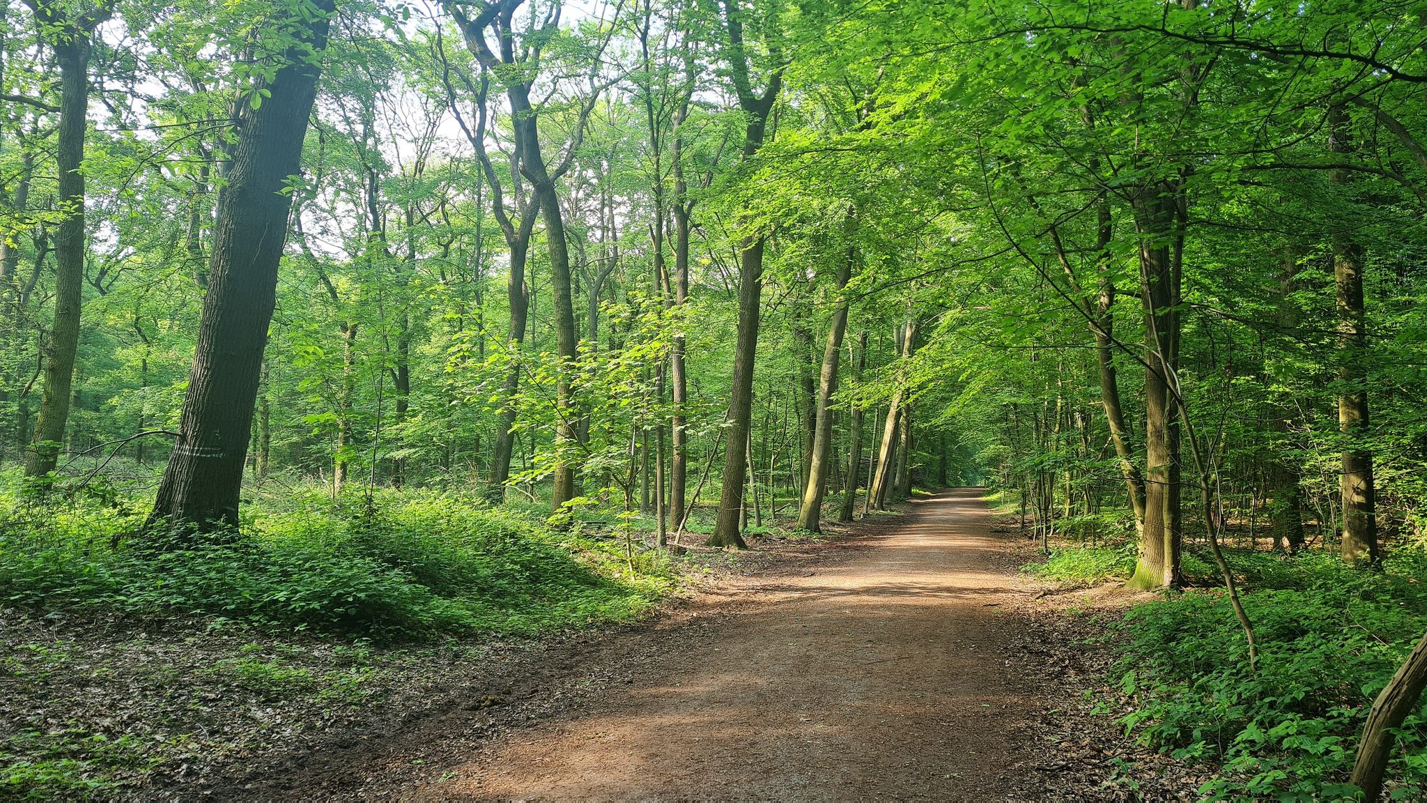 durch den Lauersforter Wald