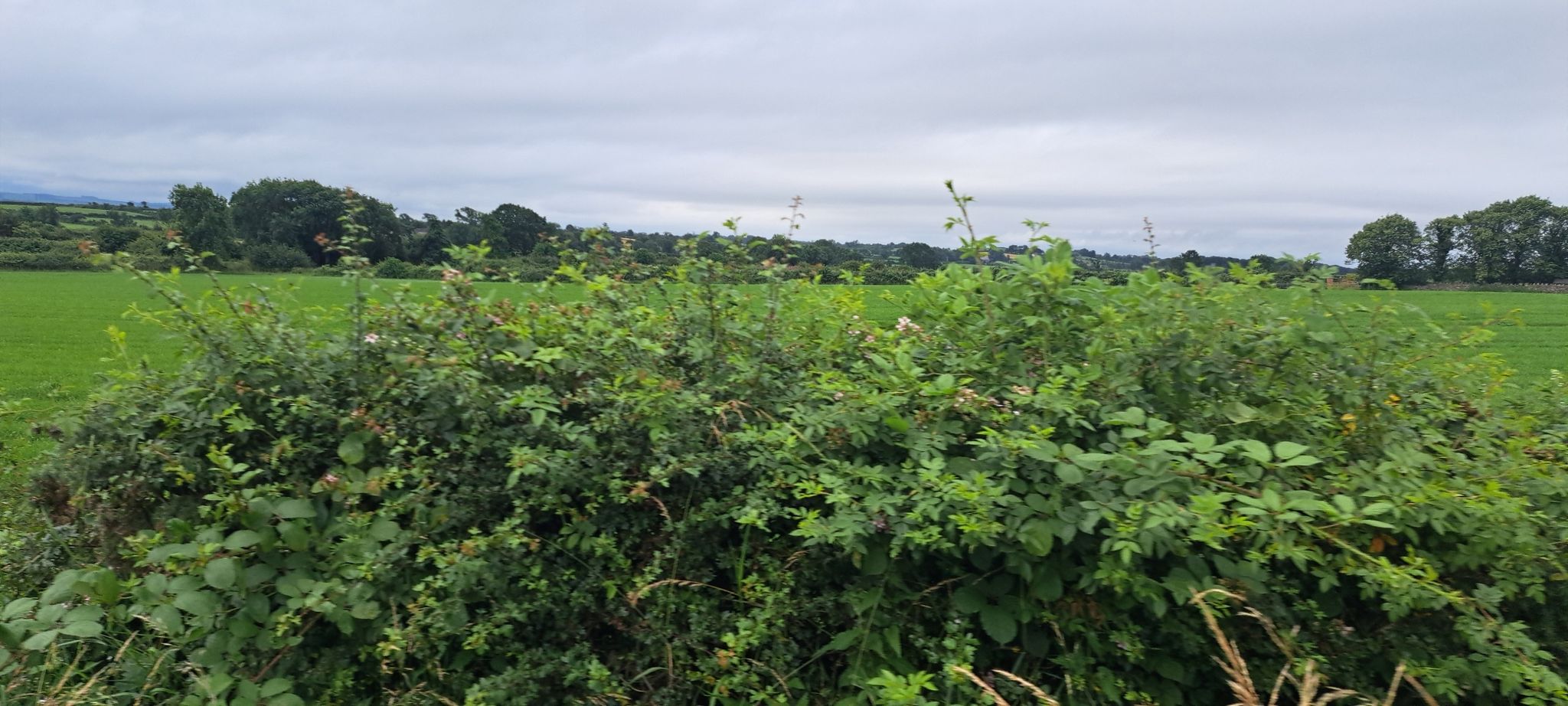 cowa near wind farm