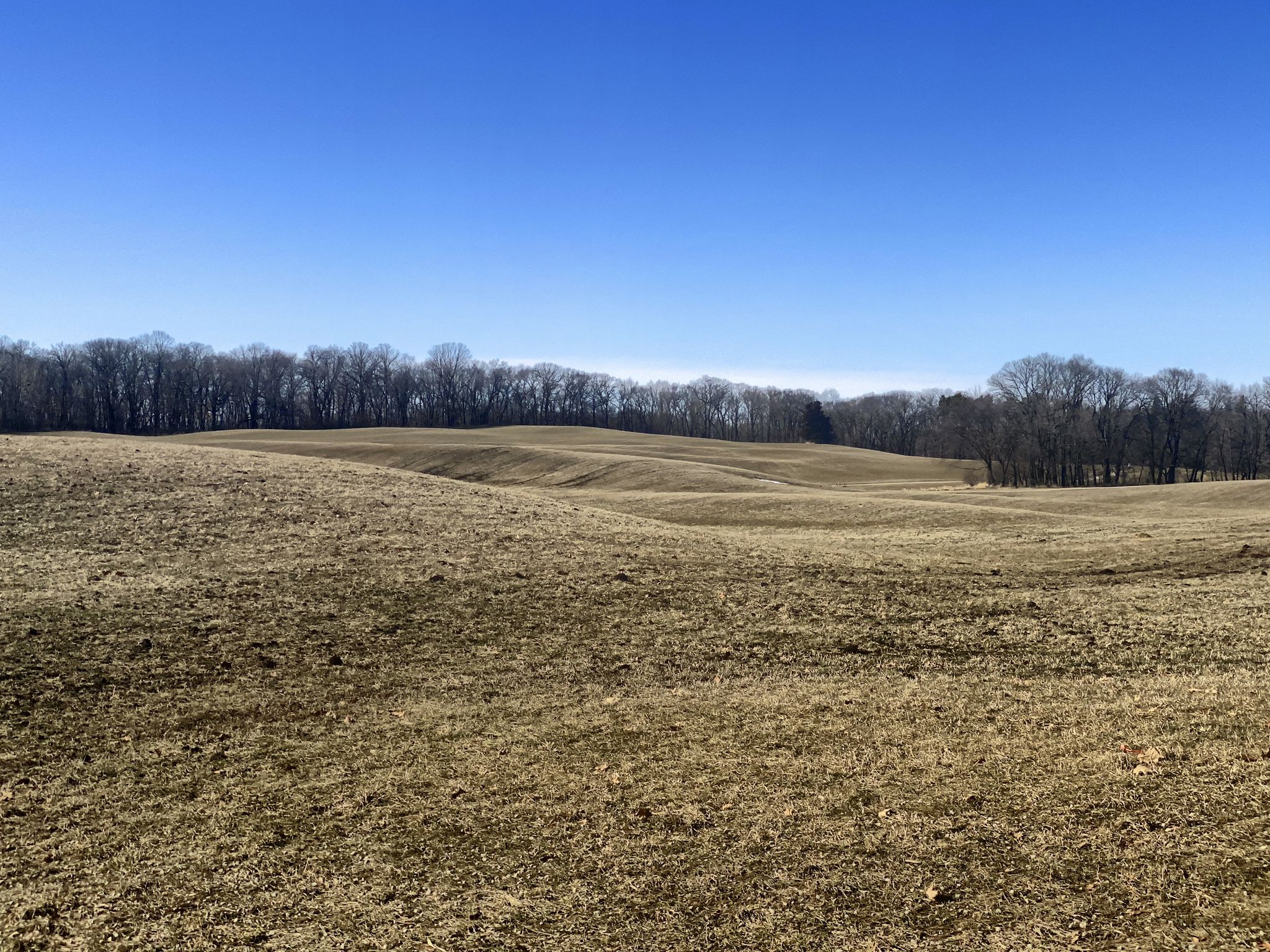 Rolling brown hills under a clear blue sky, with bare trees in the distance. - Gale Woods Farm Loop