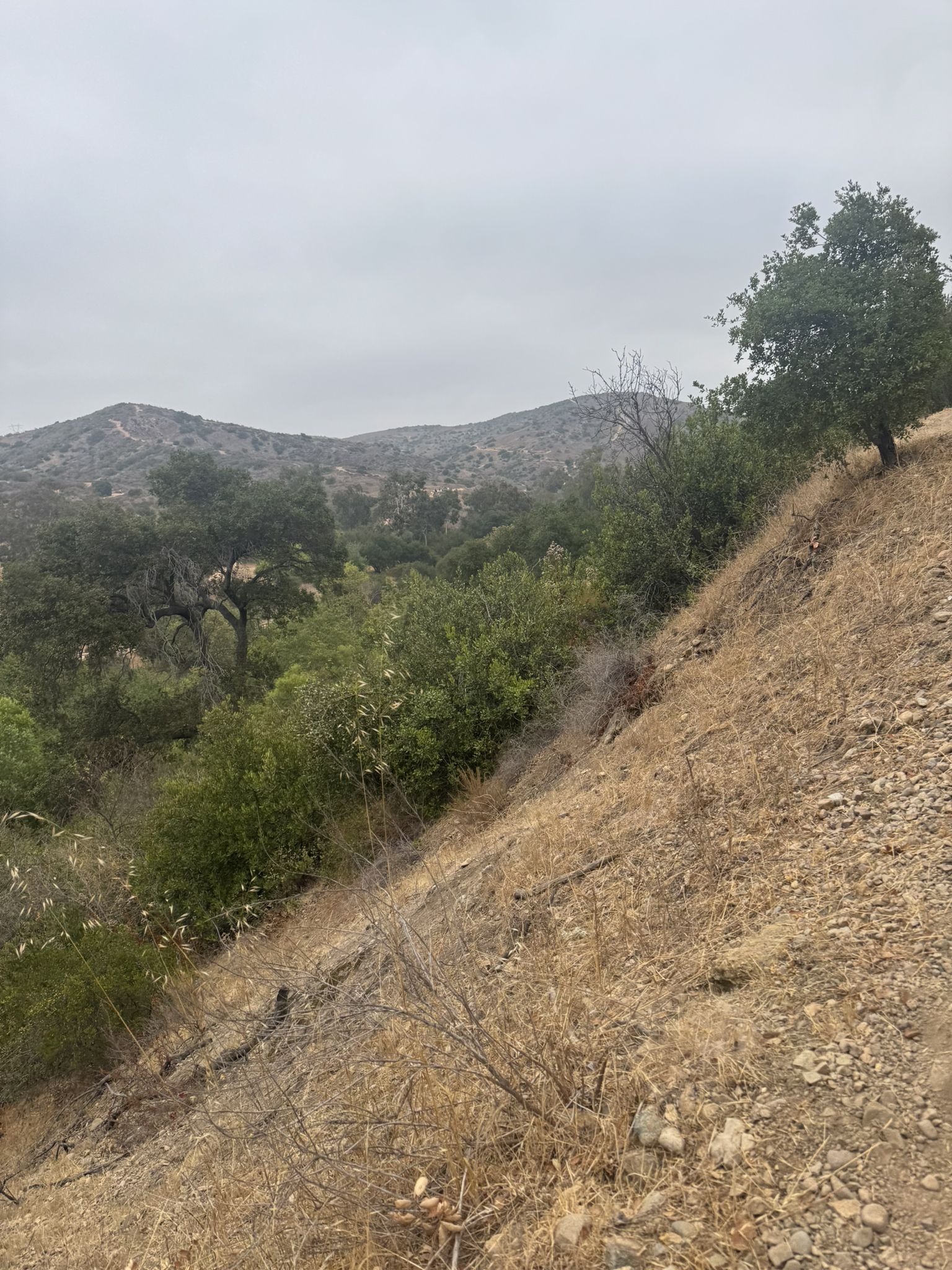 A steep, dry hillside with sparse trees and distant green hills. - Santiago Creek, Windes Nature, and Pacifica Trail Loop
