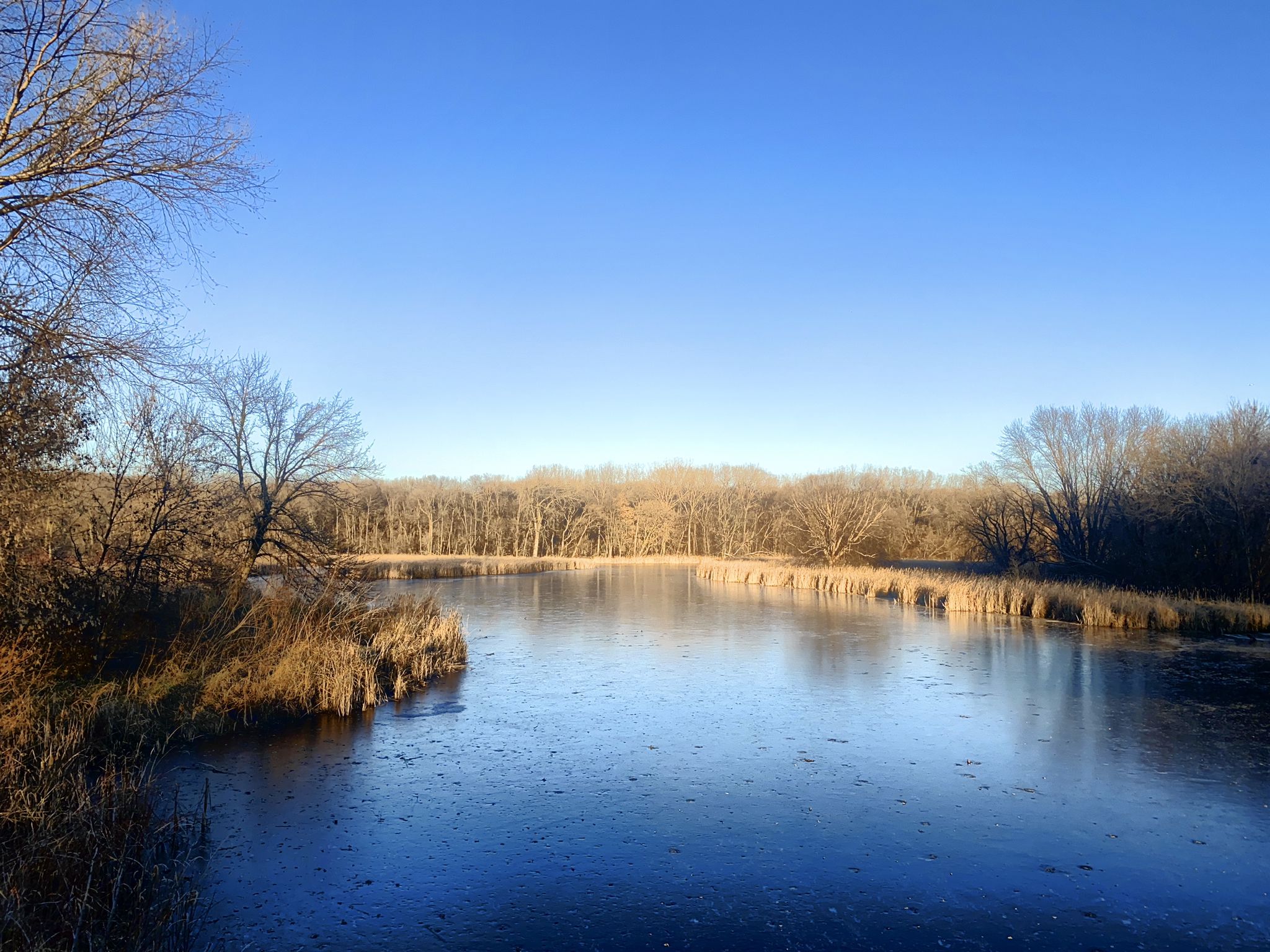 Partially frozen lake under a clear blue sky, surrounded by winter trees. - French Beach Loop