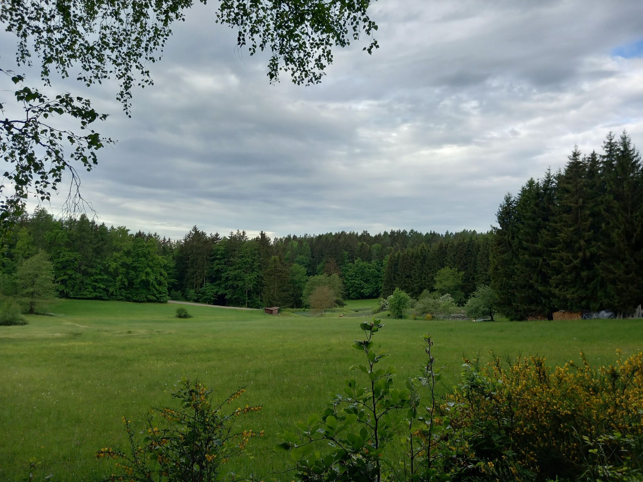 Lichtung