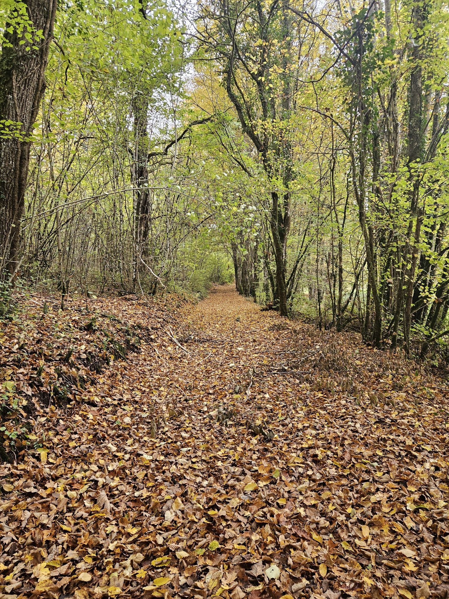 Herbstzauber Deluxe: wunderschön, aber tückisch. Unter dem Laub versteckten sich verschiedene Stolperfallen – ein echter Hindernisparcours.