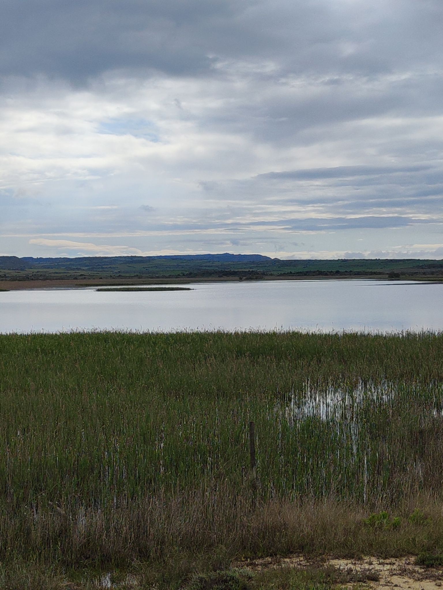 La Laguna de Pitillas y su fauna