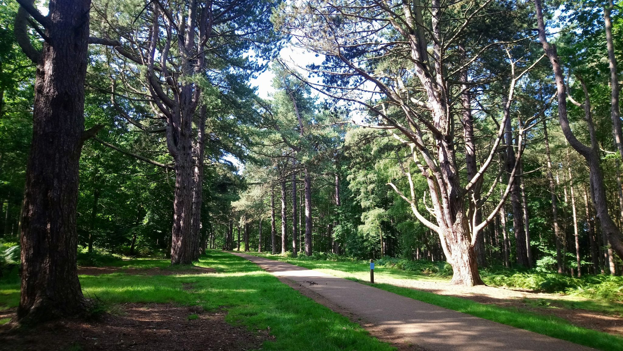 Beautiful woods of Sandringham