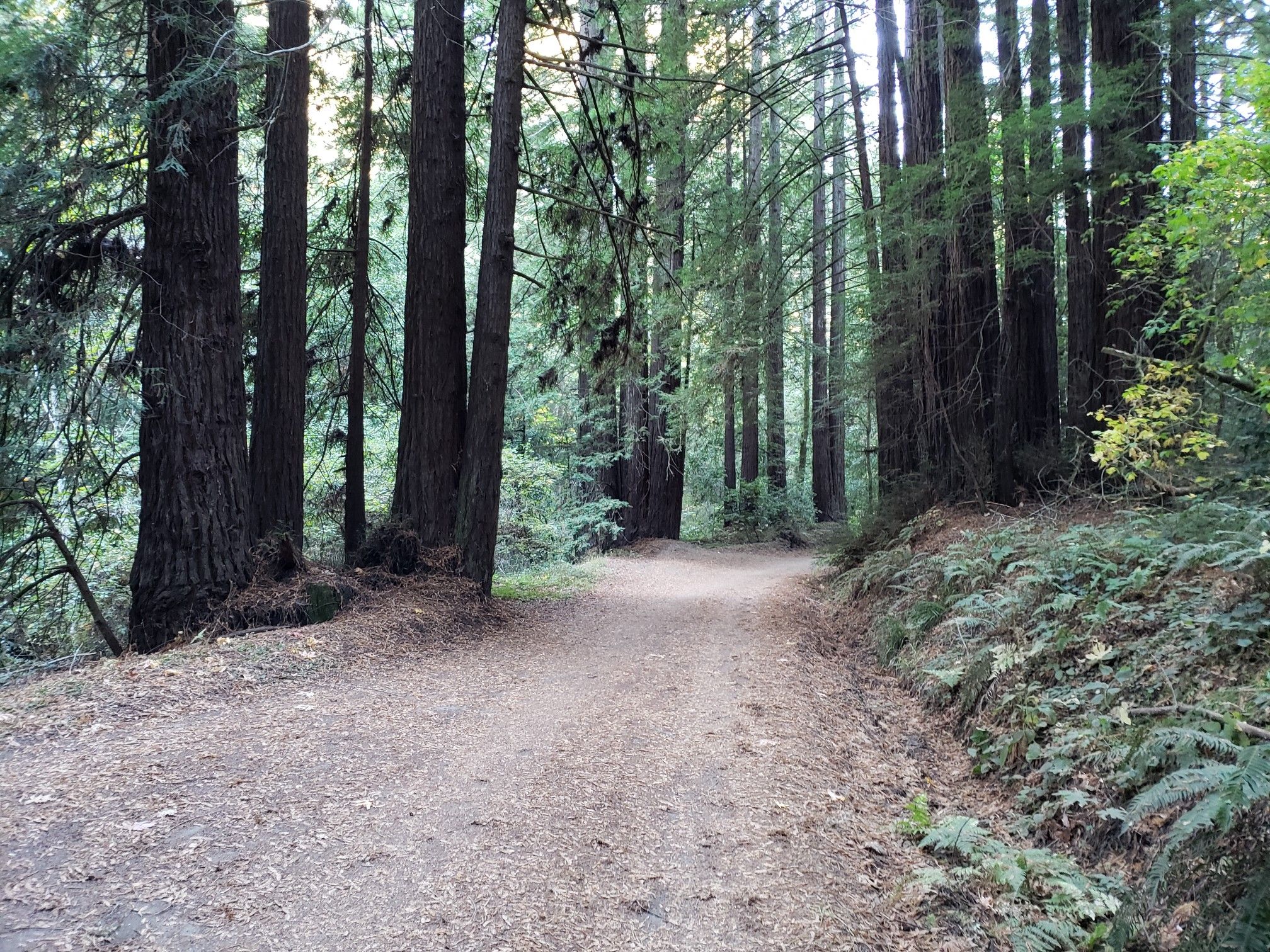 A dirt path winds through a dense forest of tall trees. - Aptos Creek Fire Road Loop