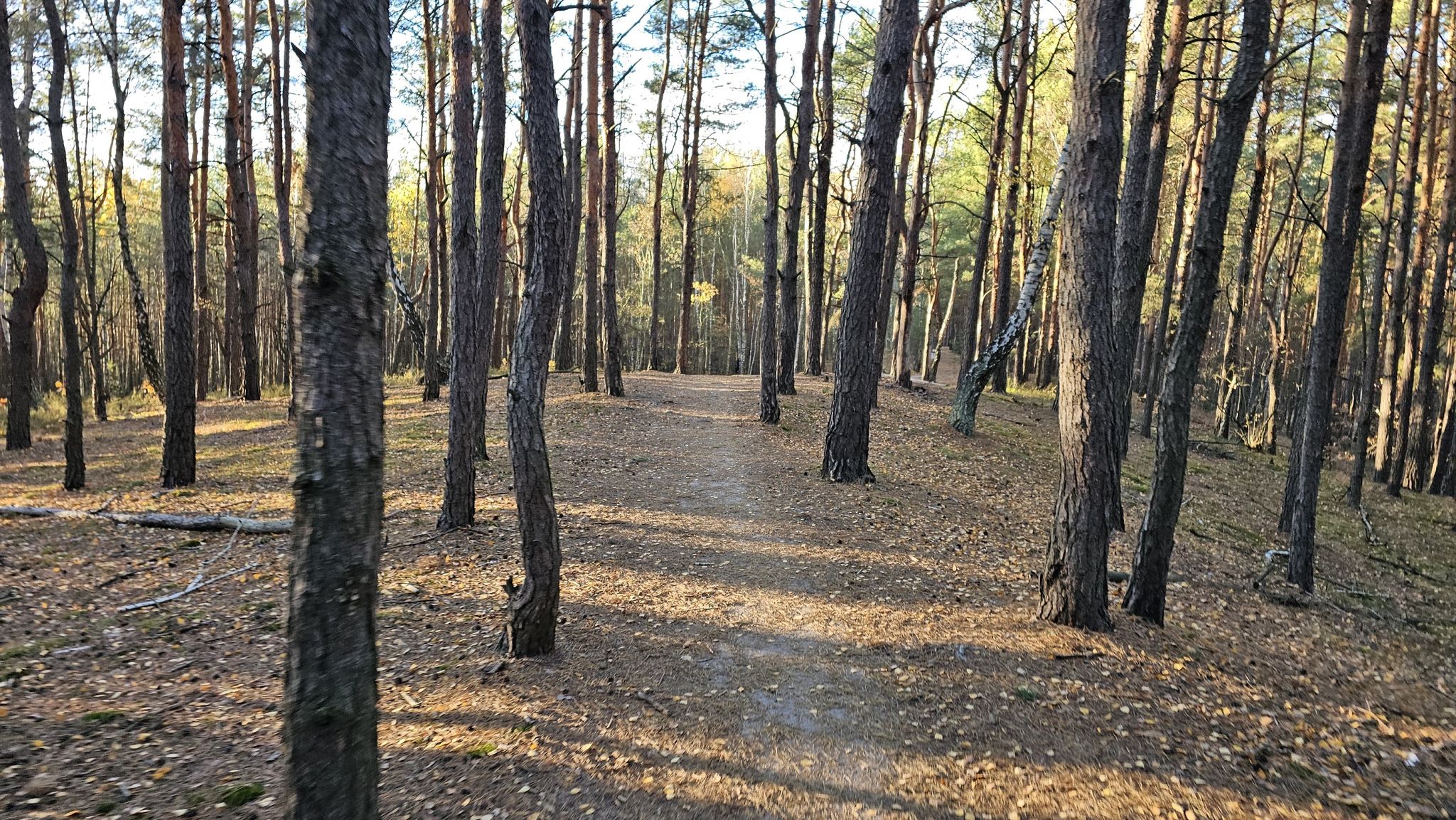 Singielek na Górze lotnika i bigos w Barze Przy Stajni (z głodu brak zdjęcia)