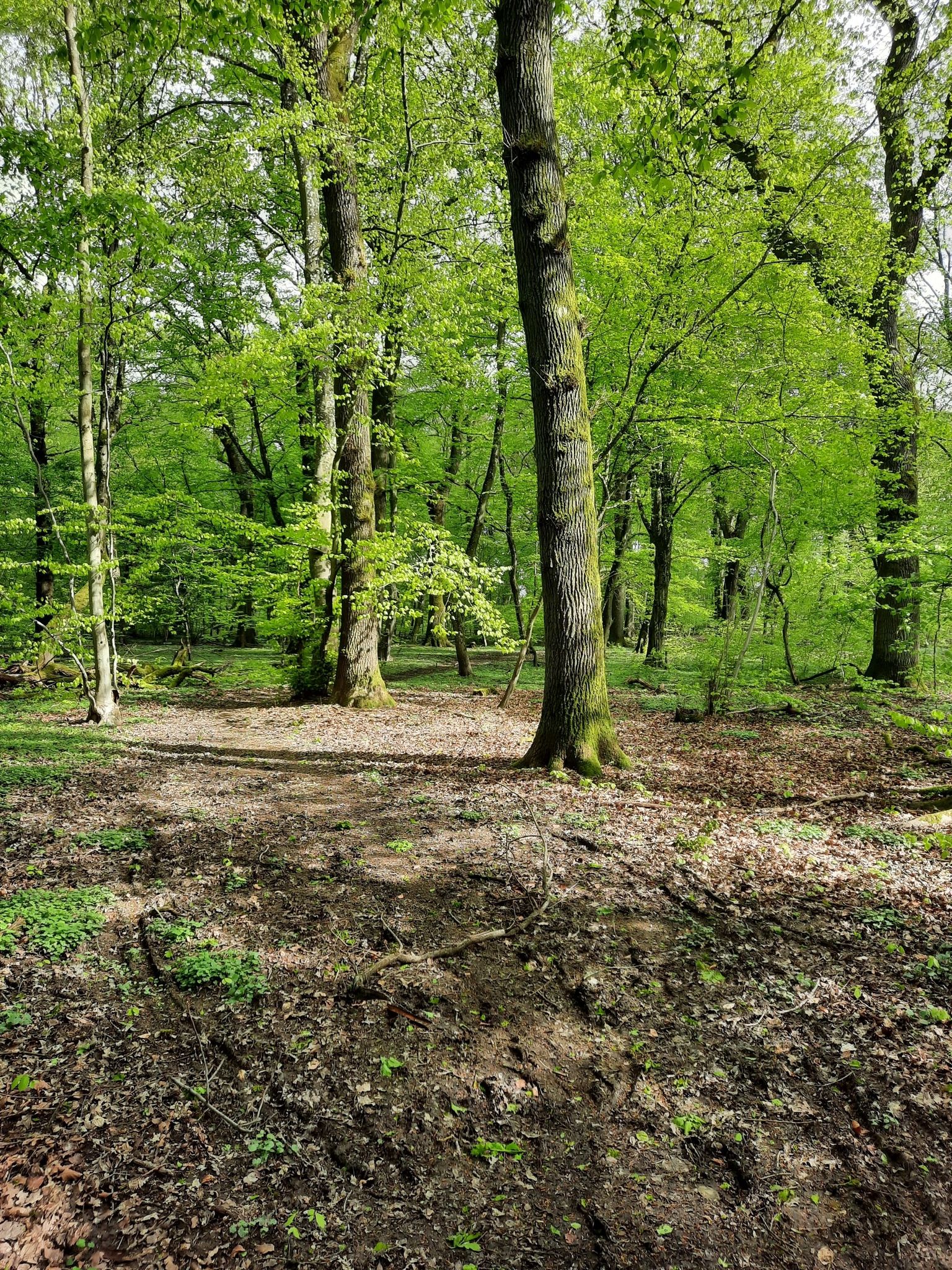 Ein wilder Weg durch einen alten Eichen und Buchenwald. In der Regenzeit empfiehlt es sich den Parallelweg zu nehmen.
