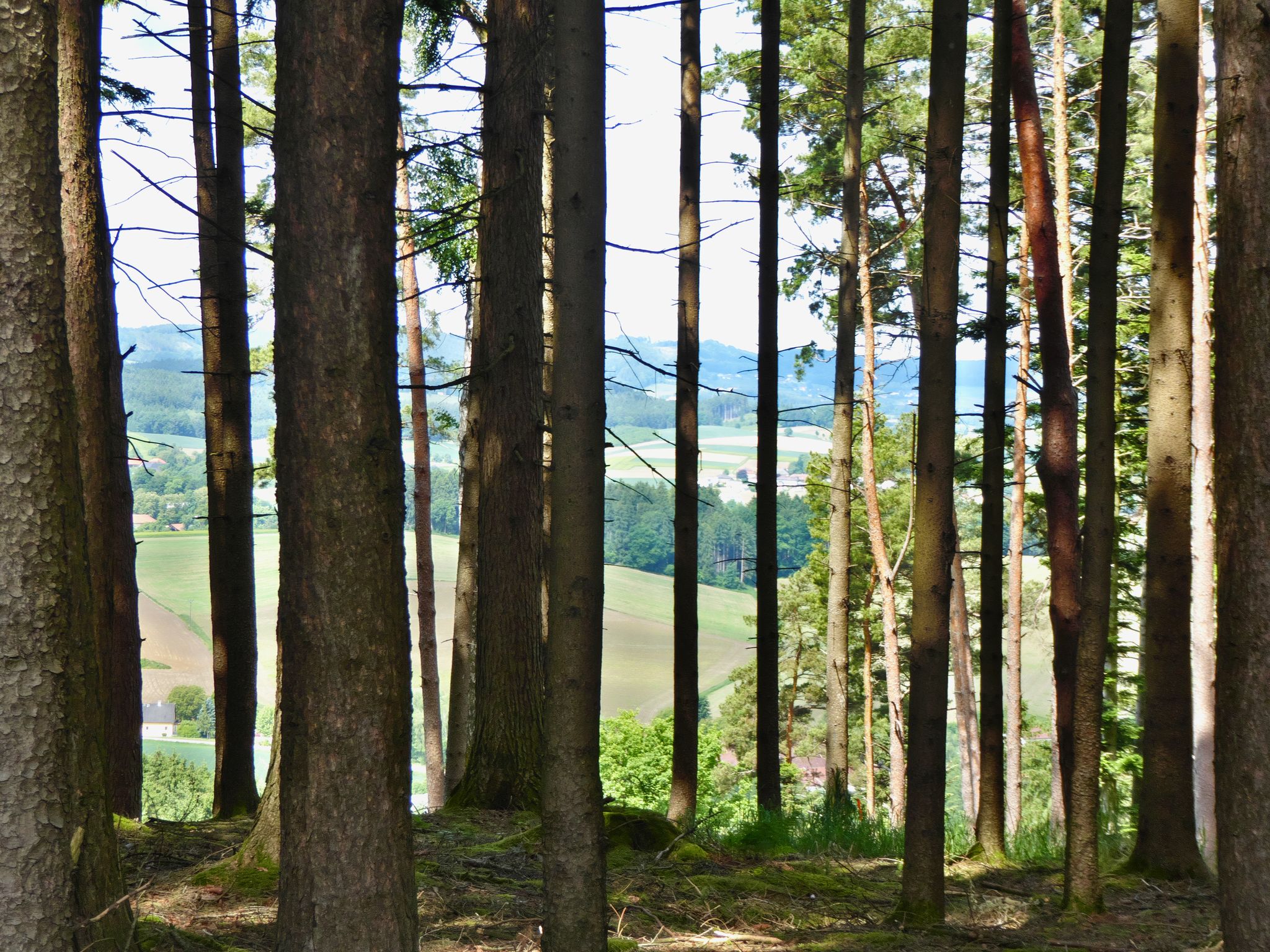 Blick durch durch den Wald