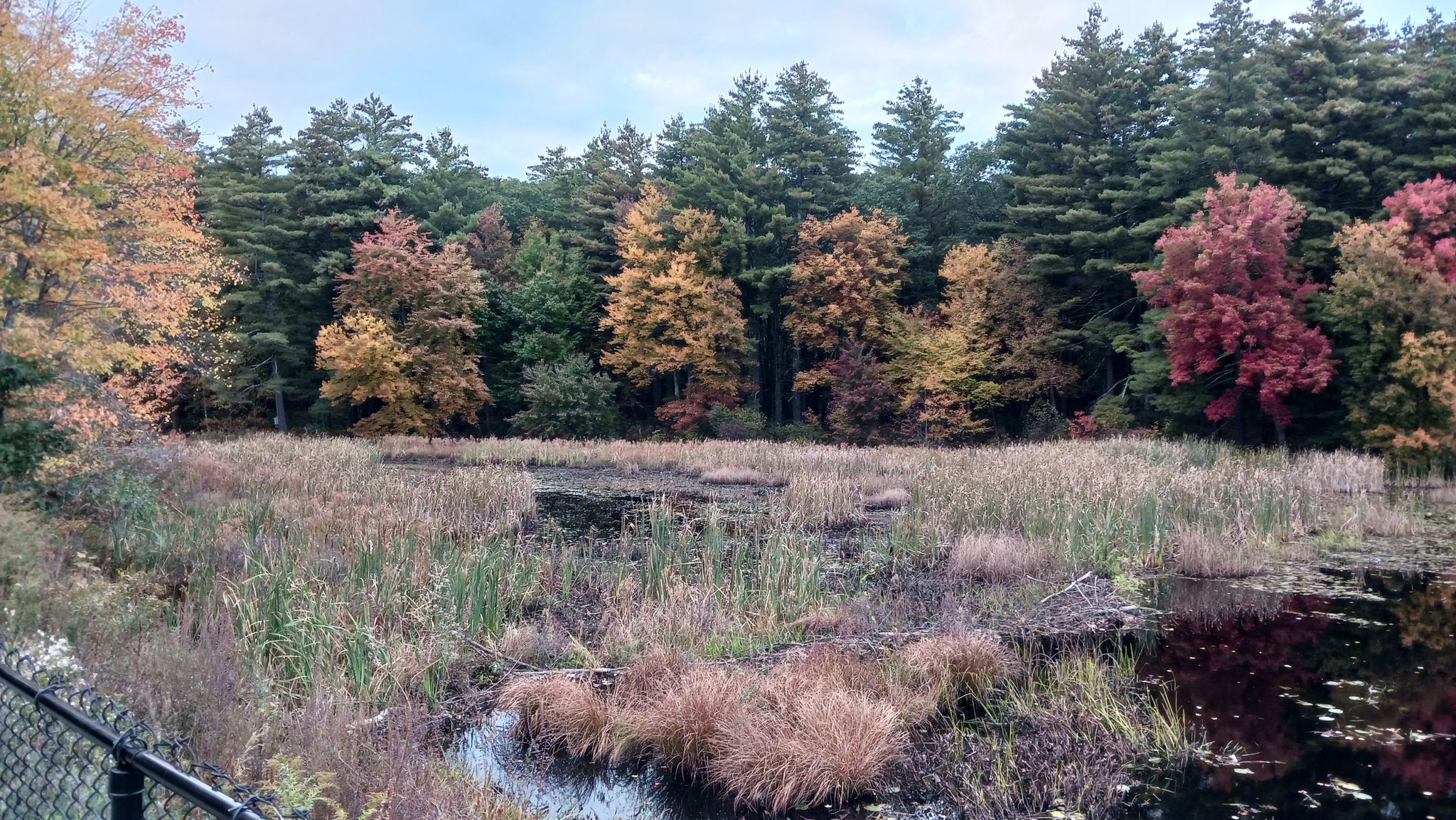 Autumn wetland with tall grasses and colorful fall foliage under an overcast sky. - Londonderry Rail Trail – Hood Park loop from Manchester–Boston Regional Airport