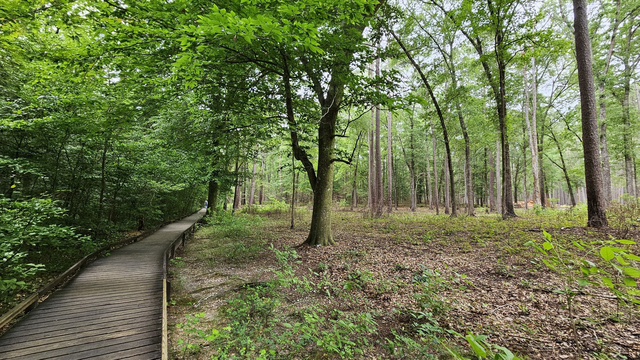 Wooden boardwalk curving through a forest with dense foliage on one side. - Bluff Trail