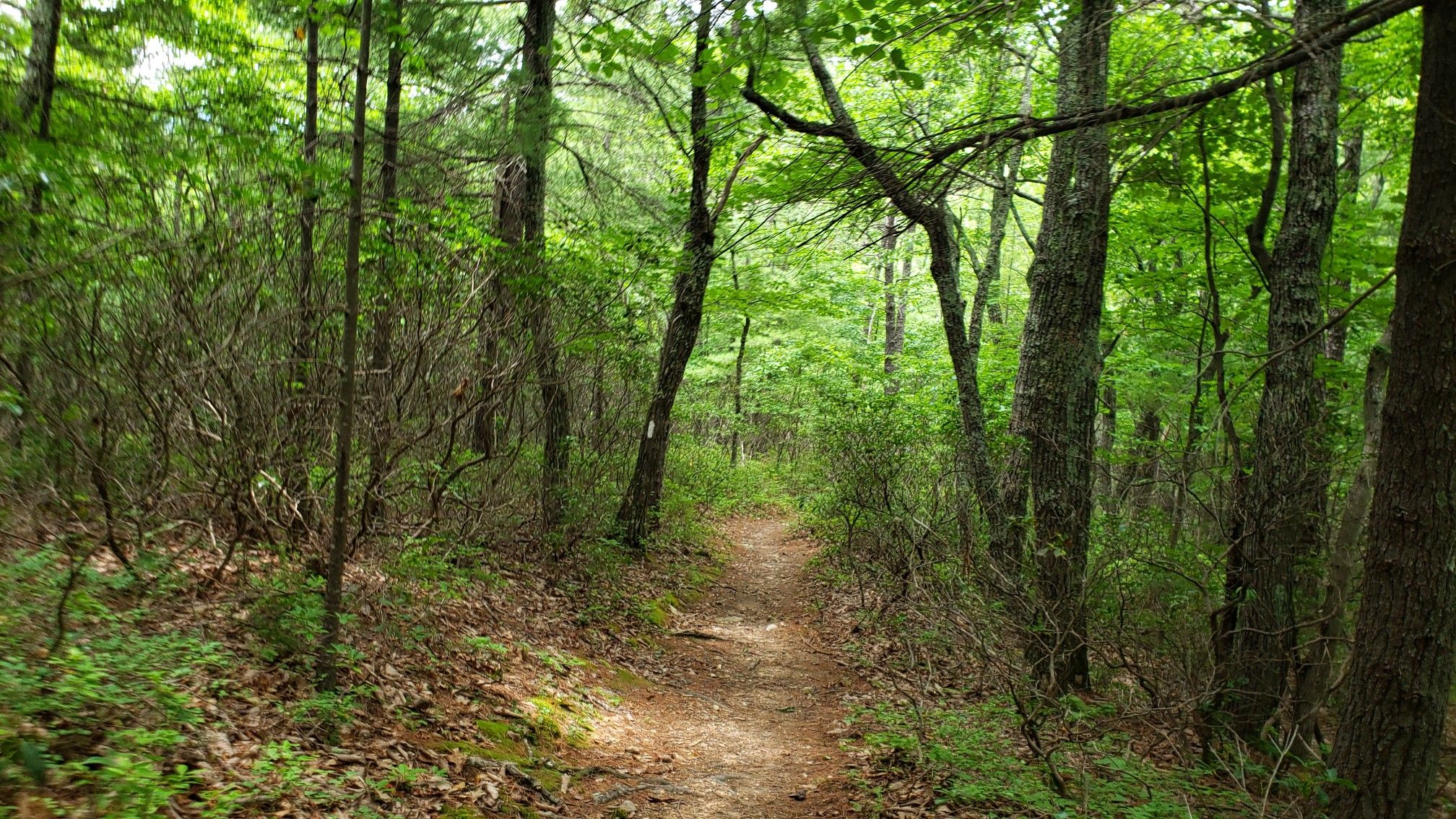 A narrow dirt path winds through a vibrant green forest. - Appalachian Trail: Long Mountain Wayside to Little Irish Creek