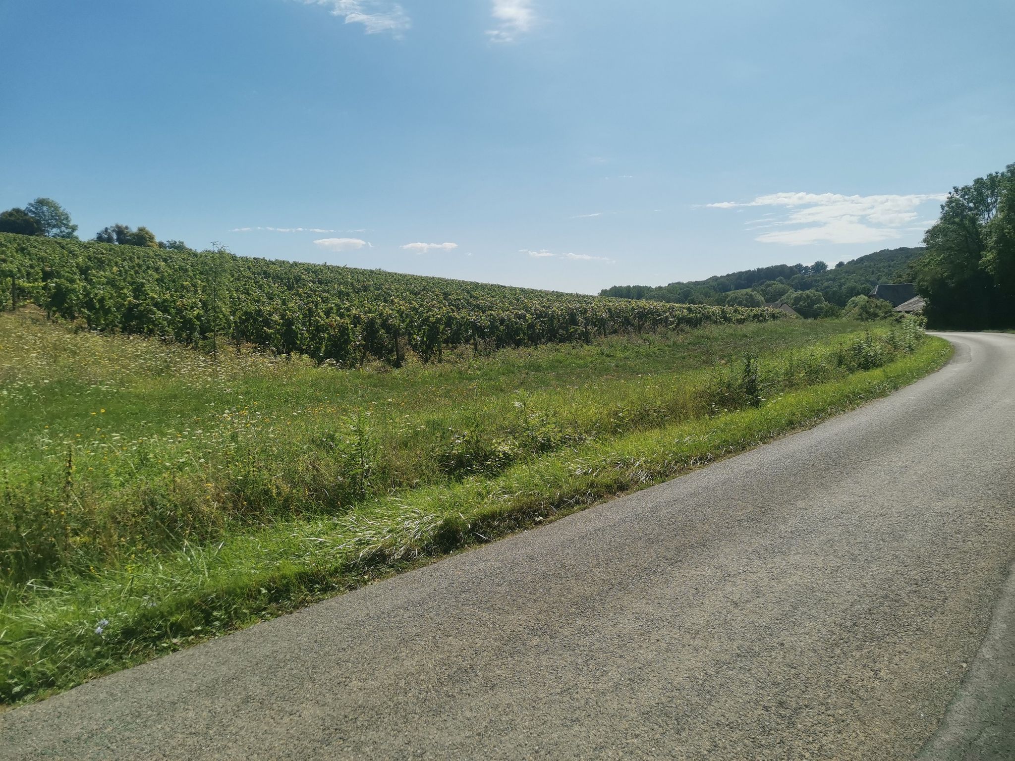 Vines