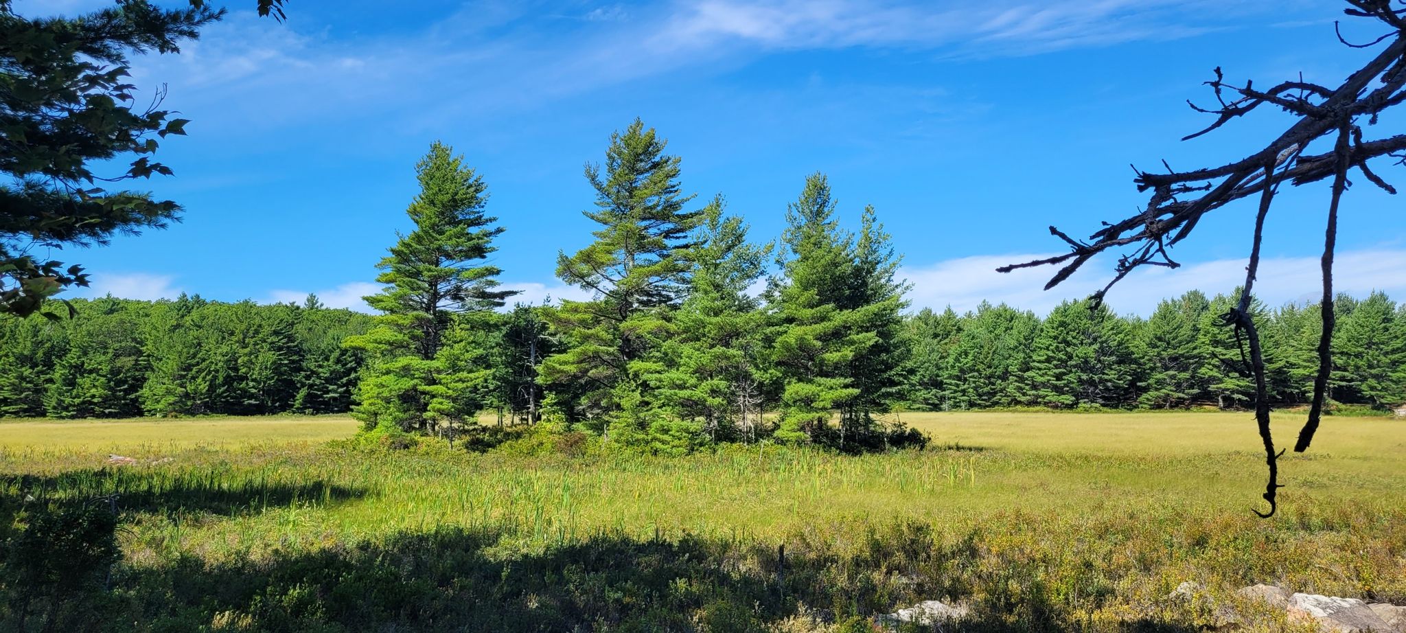 Pine trees in a sunny green field, surrounded by dense forest. - Jordan Pond Gatehouse – Stone bridge loop from Bear Island Light Station
