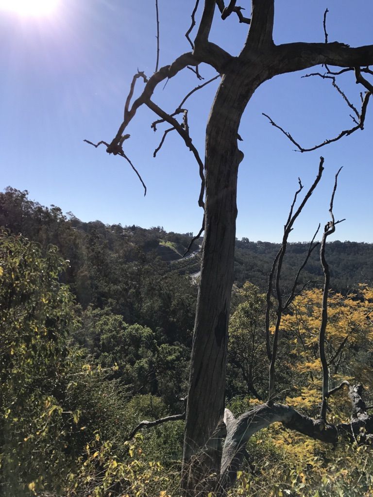 Dead tree