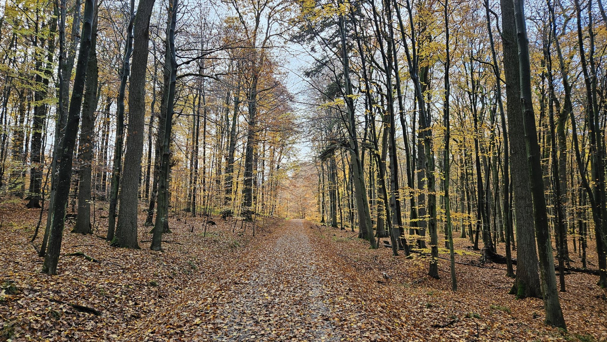 im Habichtswald