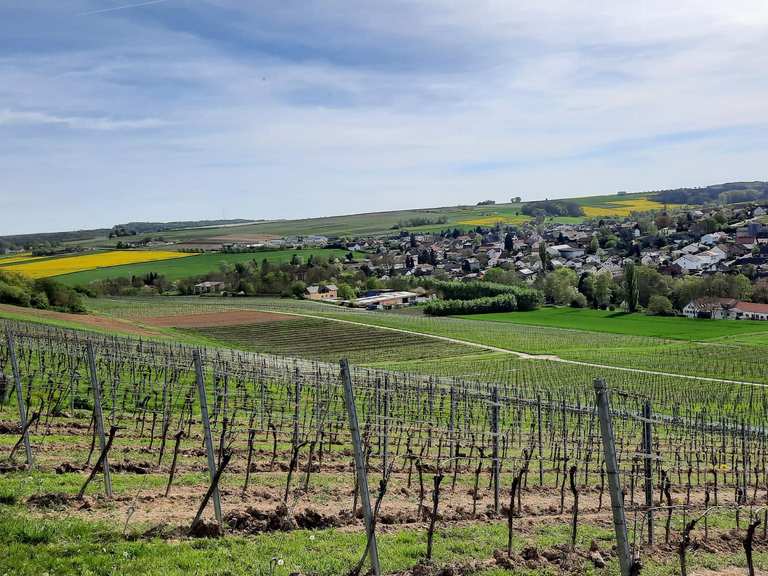 Die schönsten Wanderungen rund um Appenheim | Komoot