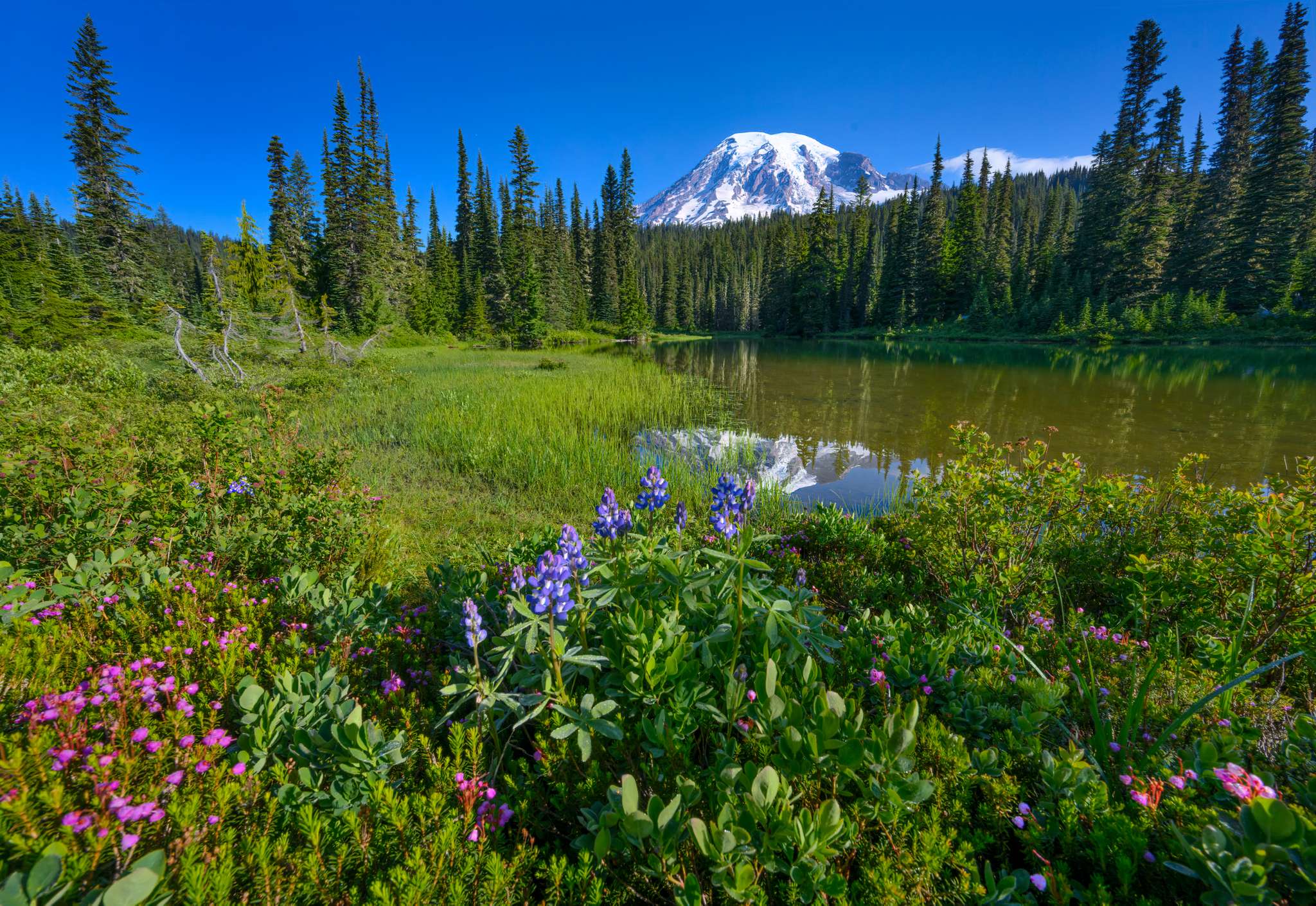 Wandelen In Het Mount Rainier National Park Seattle: Mount Rainier
