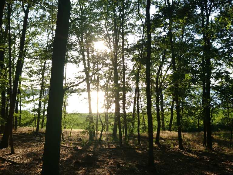Die schönsten Wanderungen rund um den Templiner See | Komoot