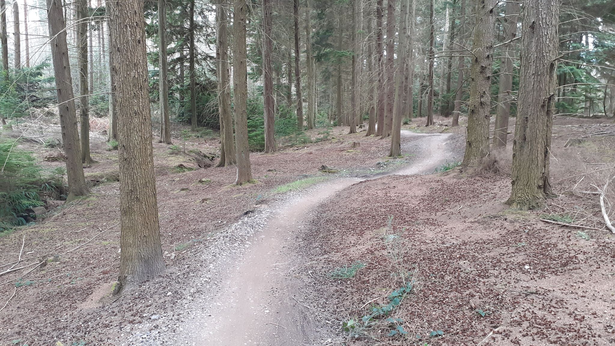 Top 5 Most Beautiful MTB Trails around Bedgebury Forest Komoot