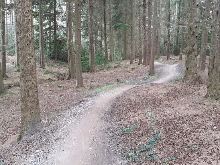 bedgebury mtb trails